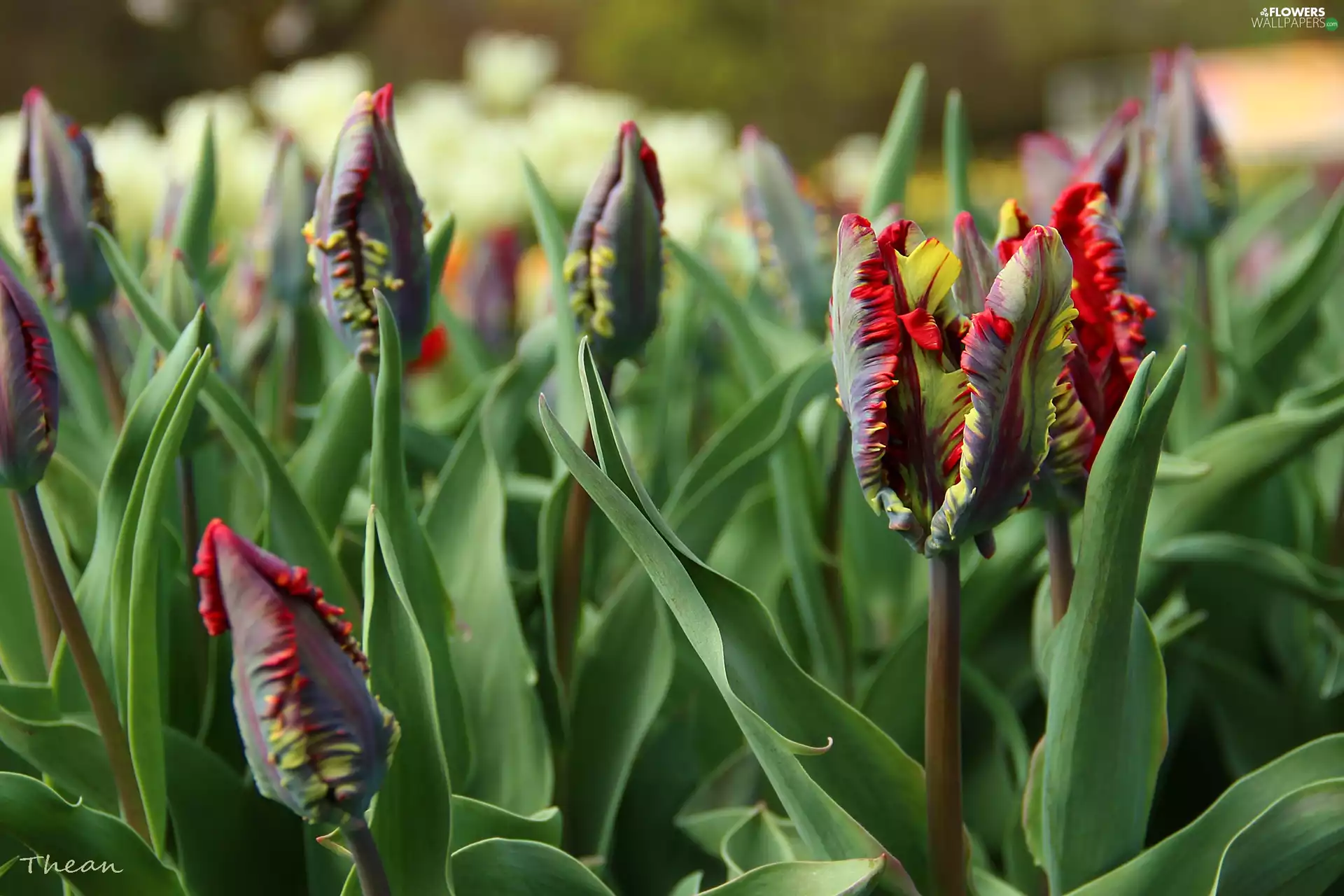 Red, frayed, flakes, Tulips