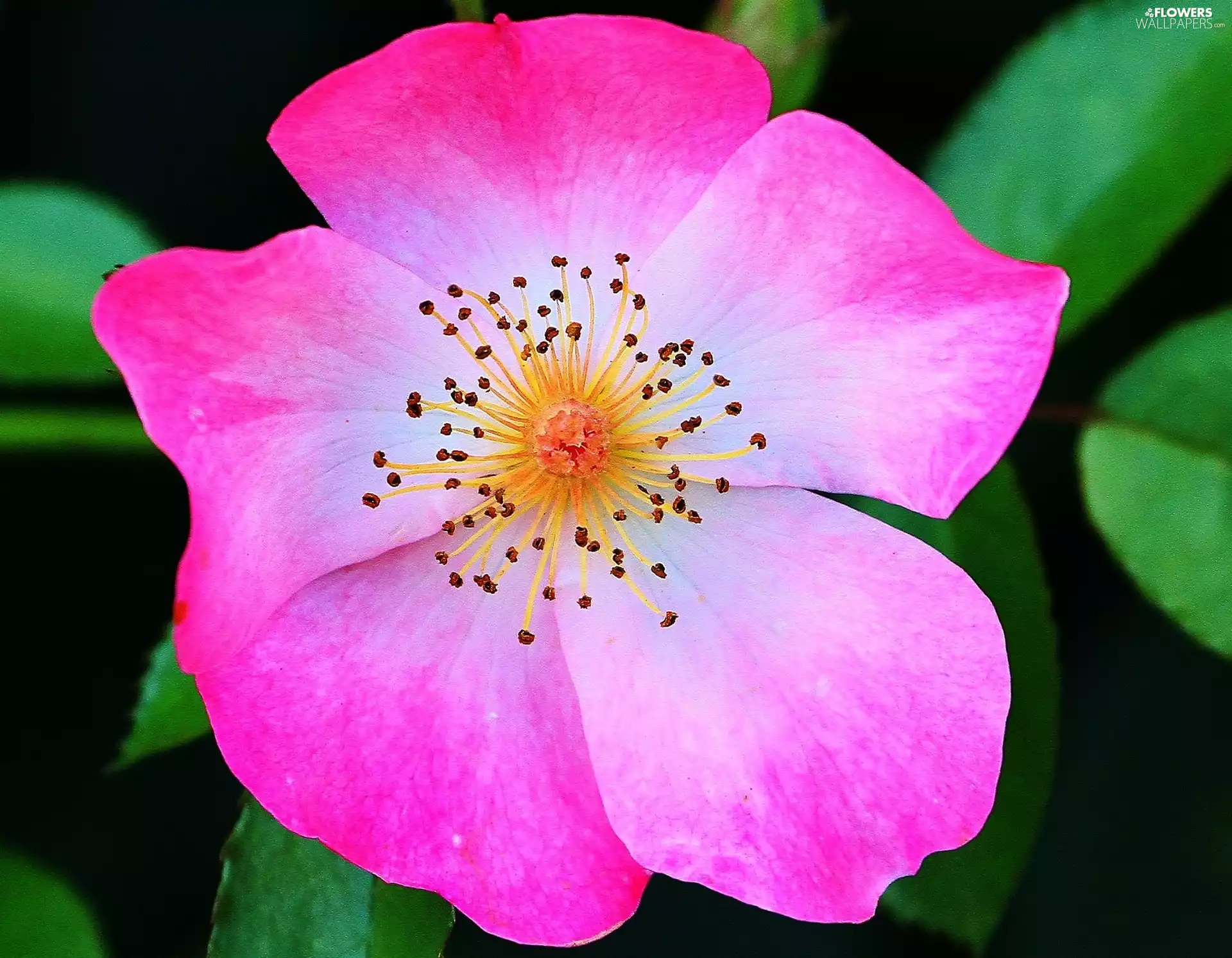 Pink, flakes, rods, Colourfull Flowers
