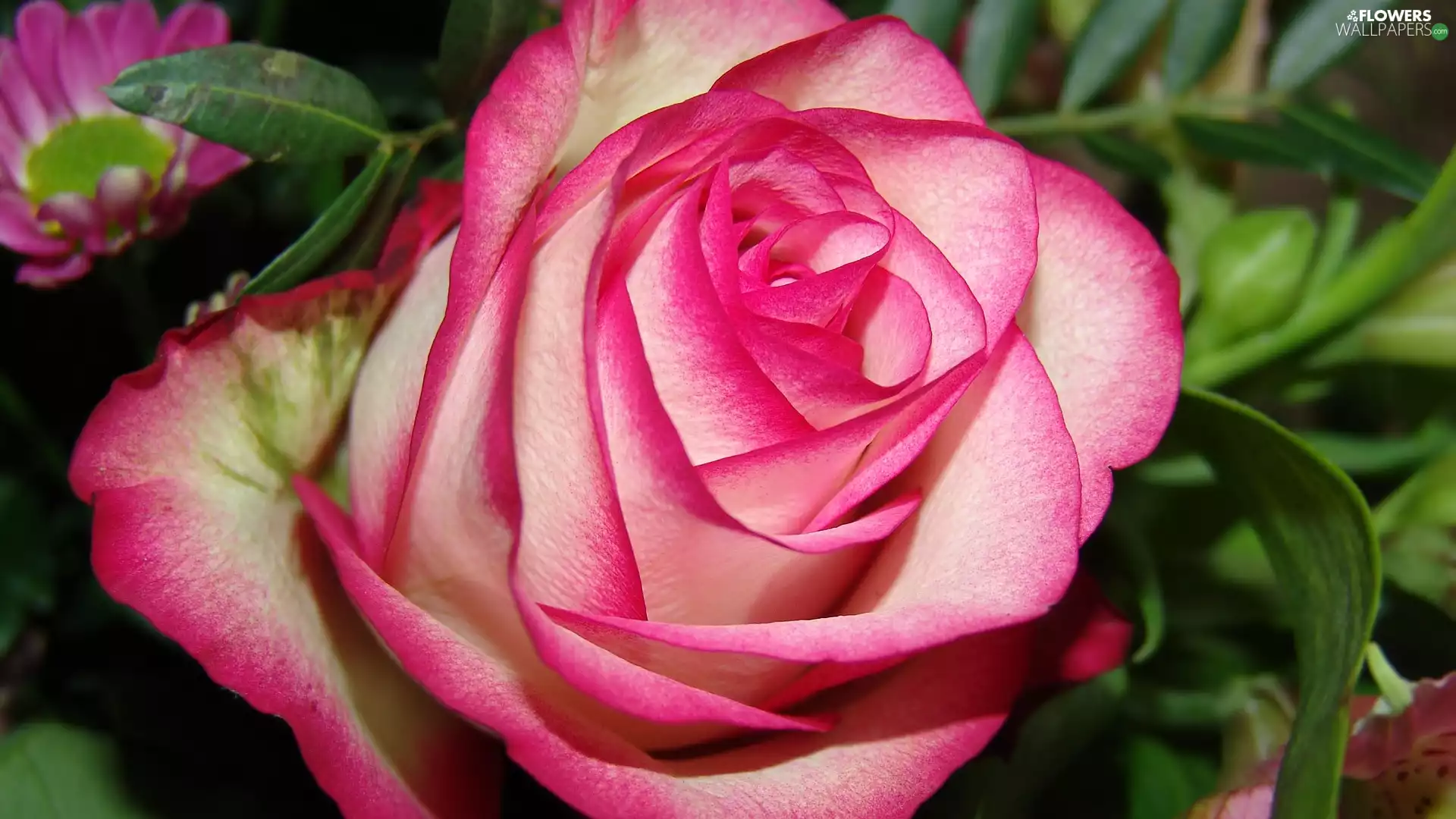 flakes, Blooming, rose