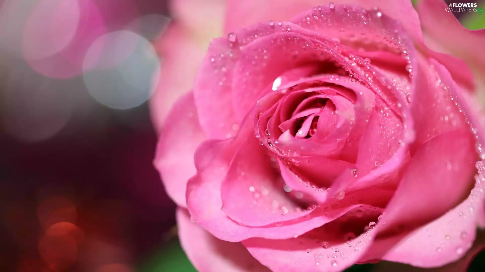 Rosy, flakes, rose, drops, Pink