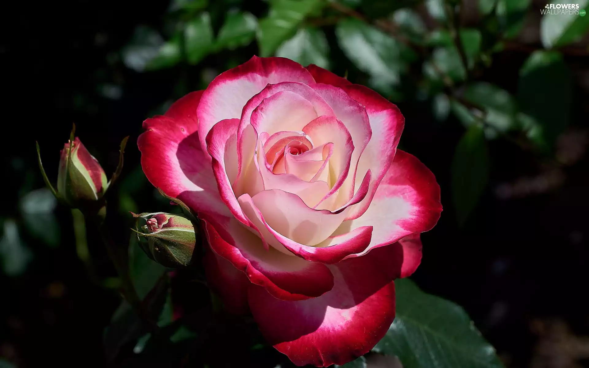 White and Pink, flakes, Buds, rose