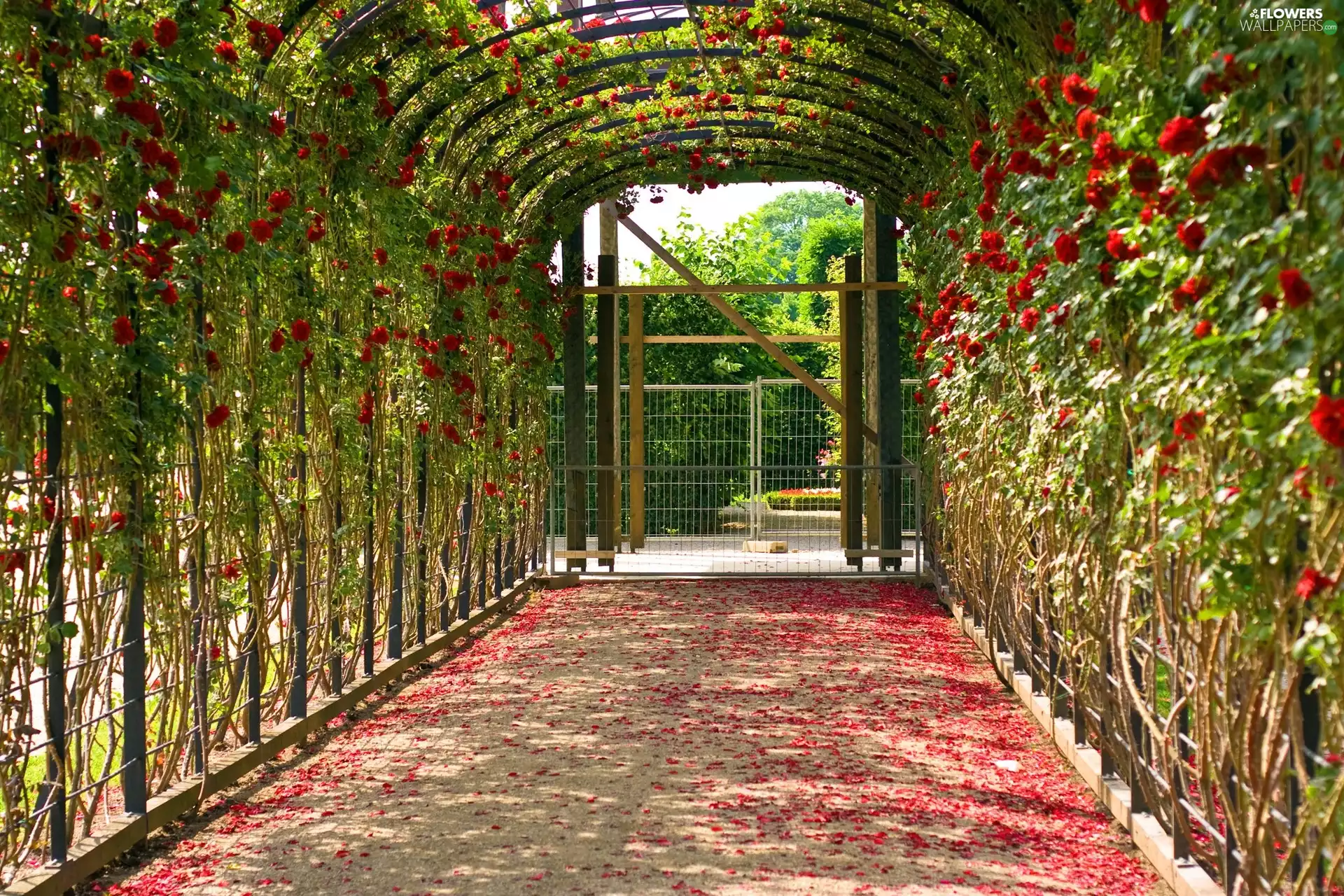 flakes, pergola, roses