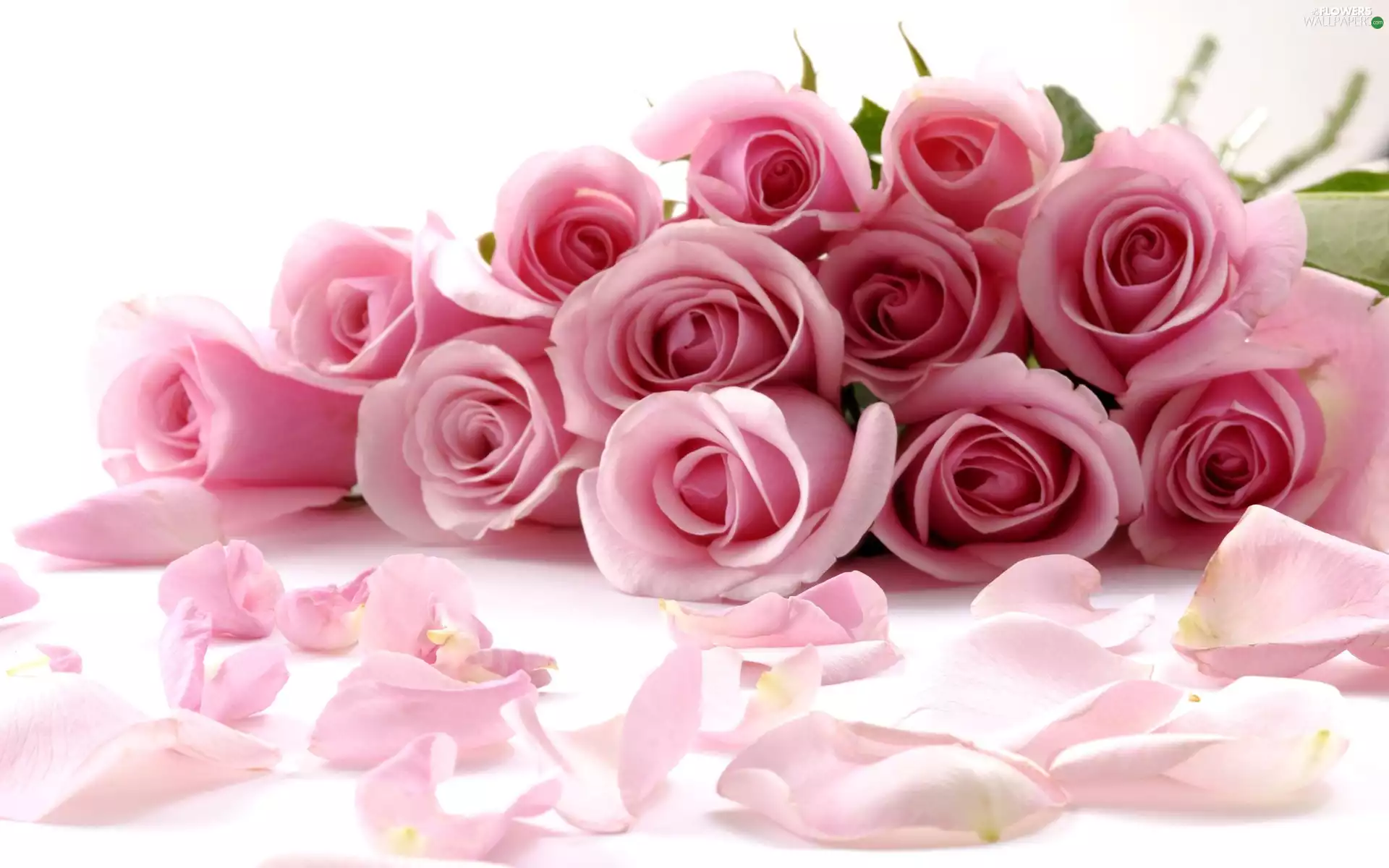flakes, Pink, roses