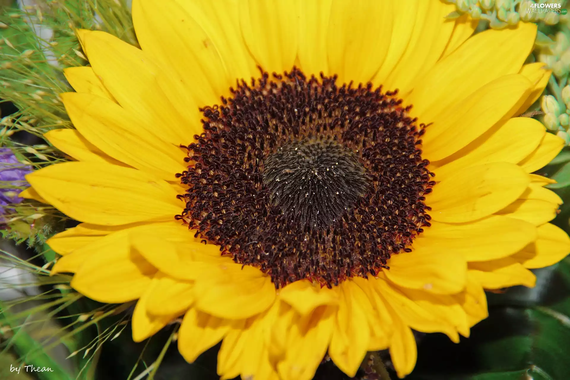Sunflower, flakes