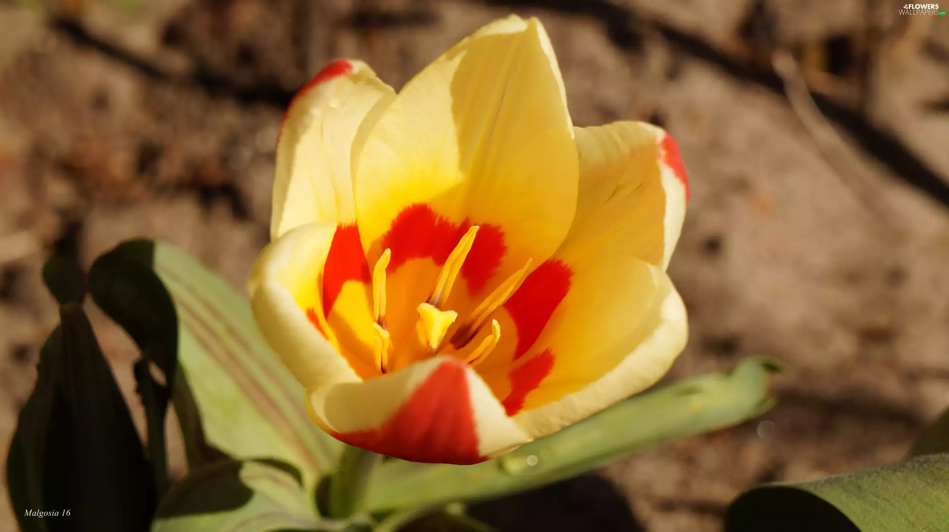 flakes, flower, tulip