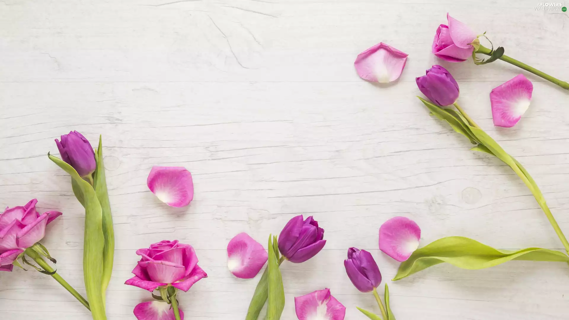 flakes, roses, Tulips