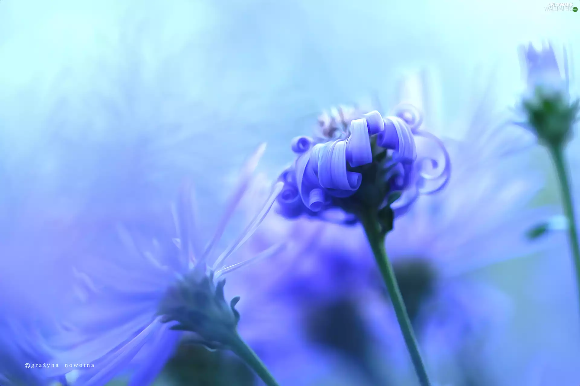 flakes, Astra, Twisted