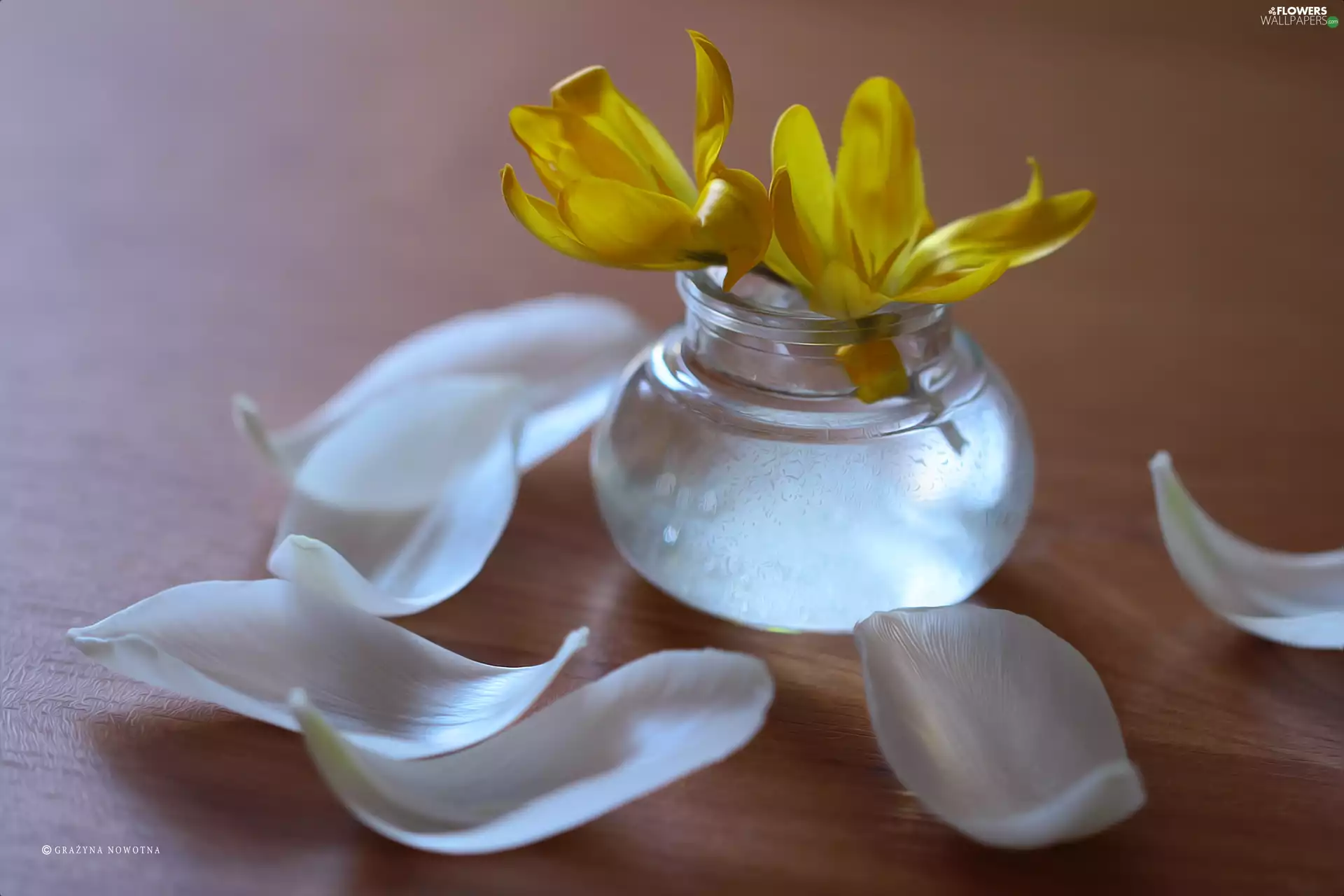 flakes, vase, crocuses, White, Yellow