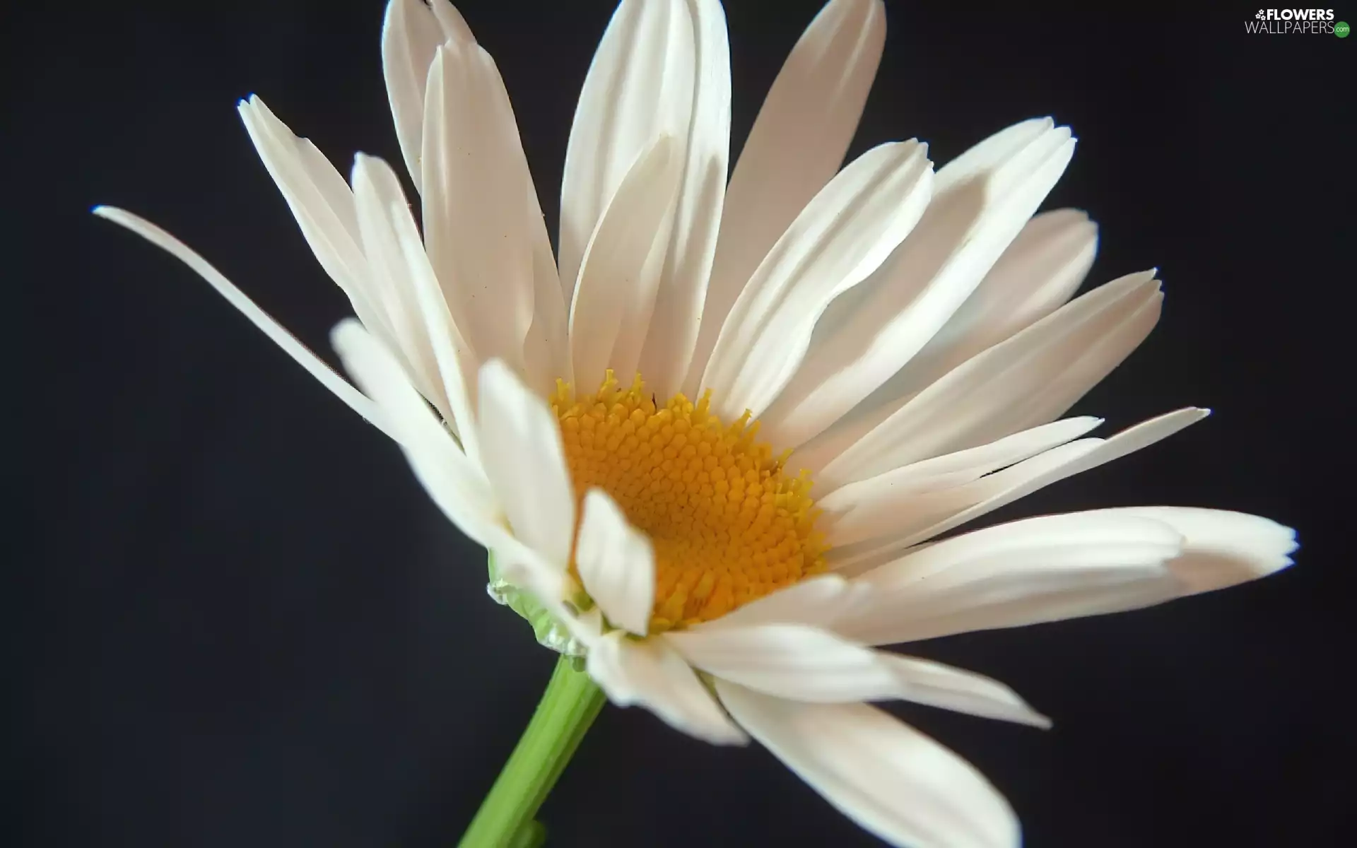flakes, Daisy, White