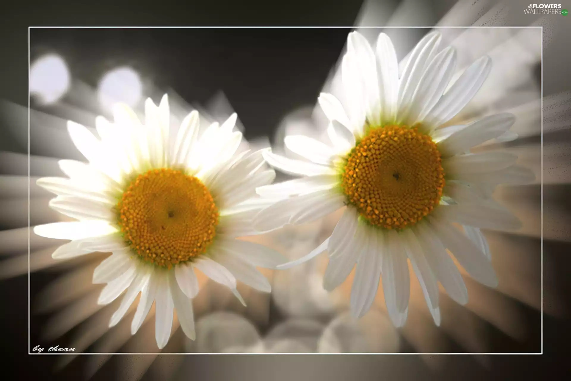 flakes, Margaretki, White