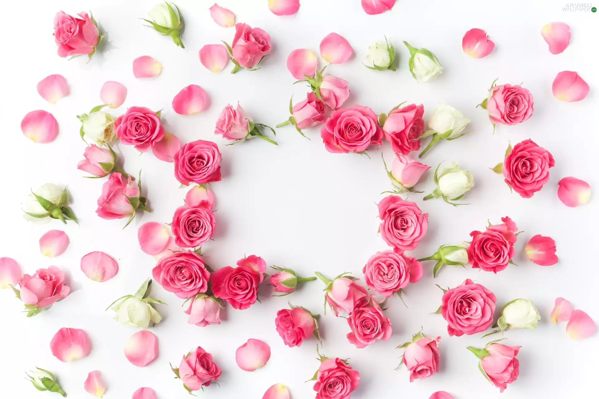 white background, roses, flakes