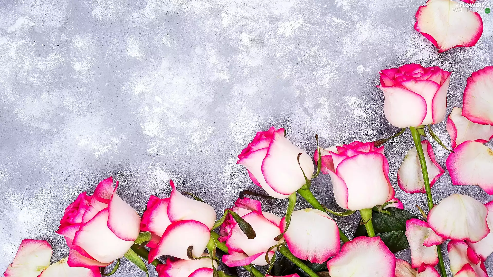 Grey, background, roses, flakes, Pink-White