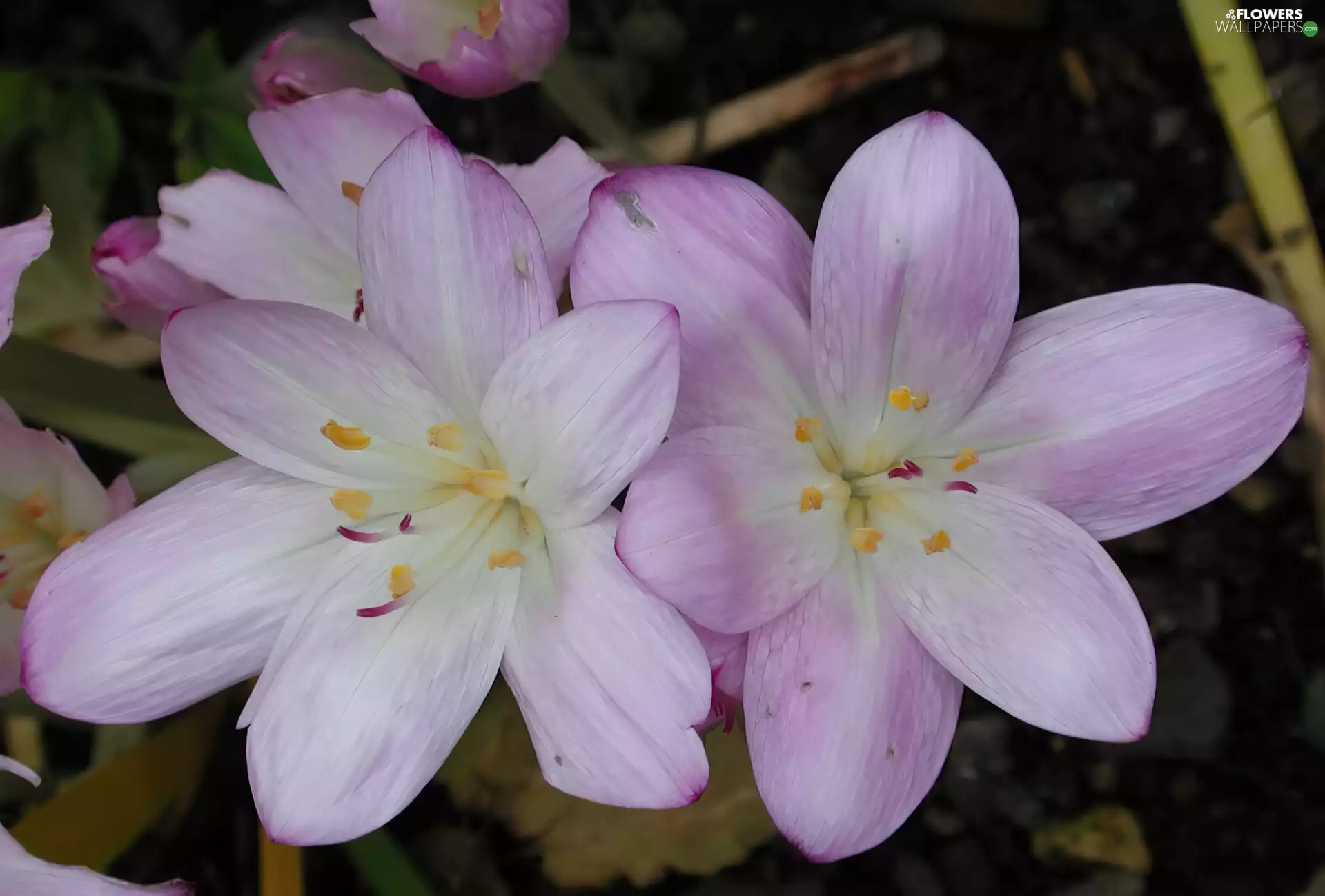 flakes, wintergreens