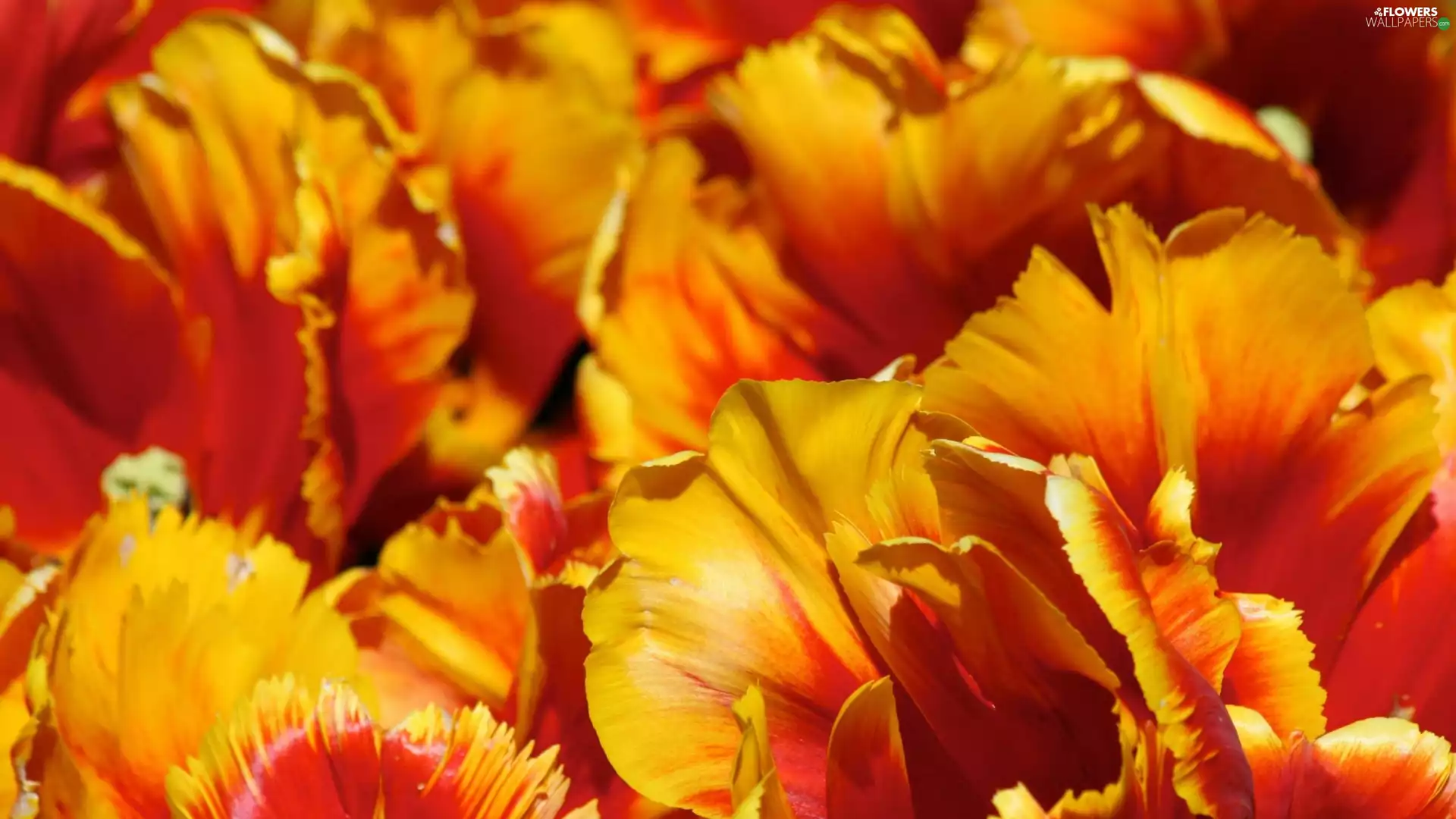 Jagged, flakes, Yellow, Tulips, orange