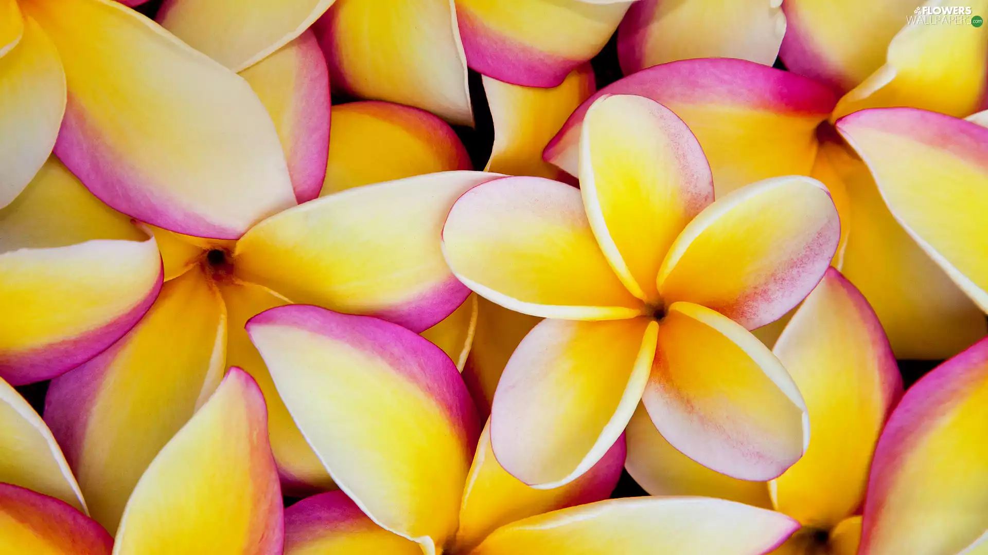 flakes, Plumeria, Yellow
