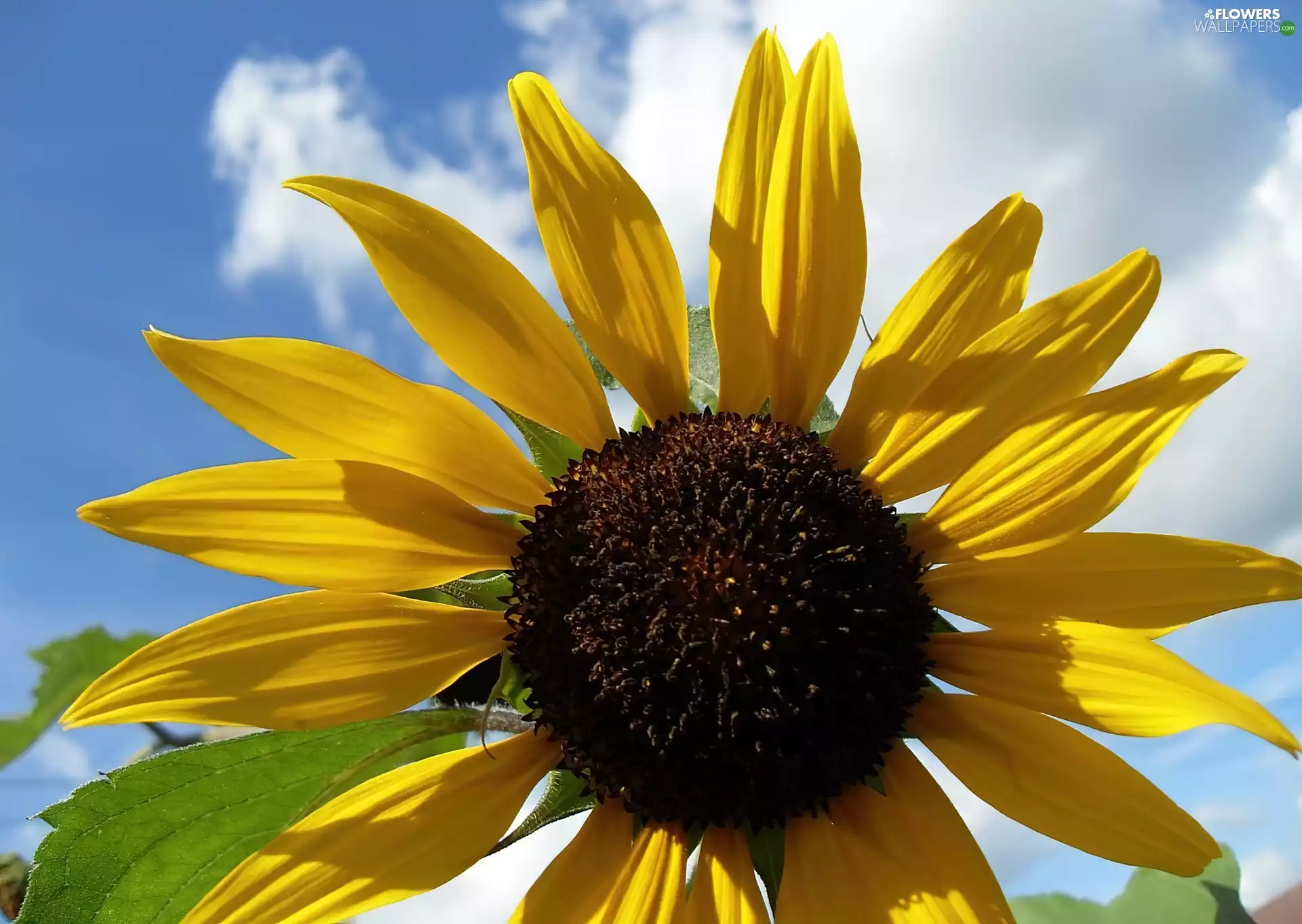 flakes, Sunflower, Yellow