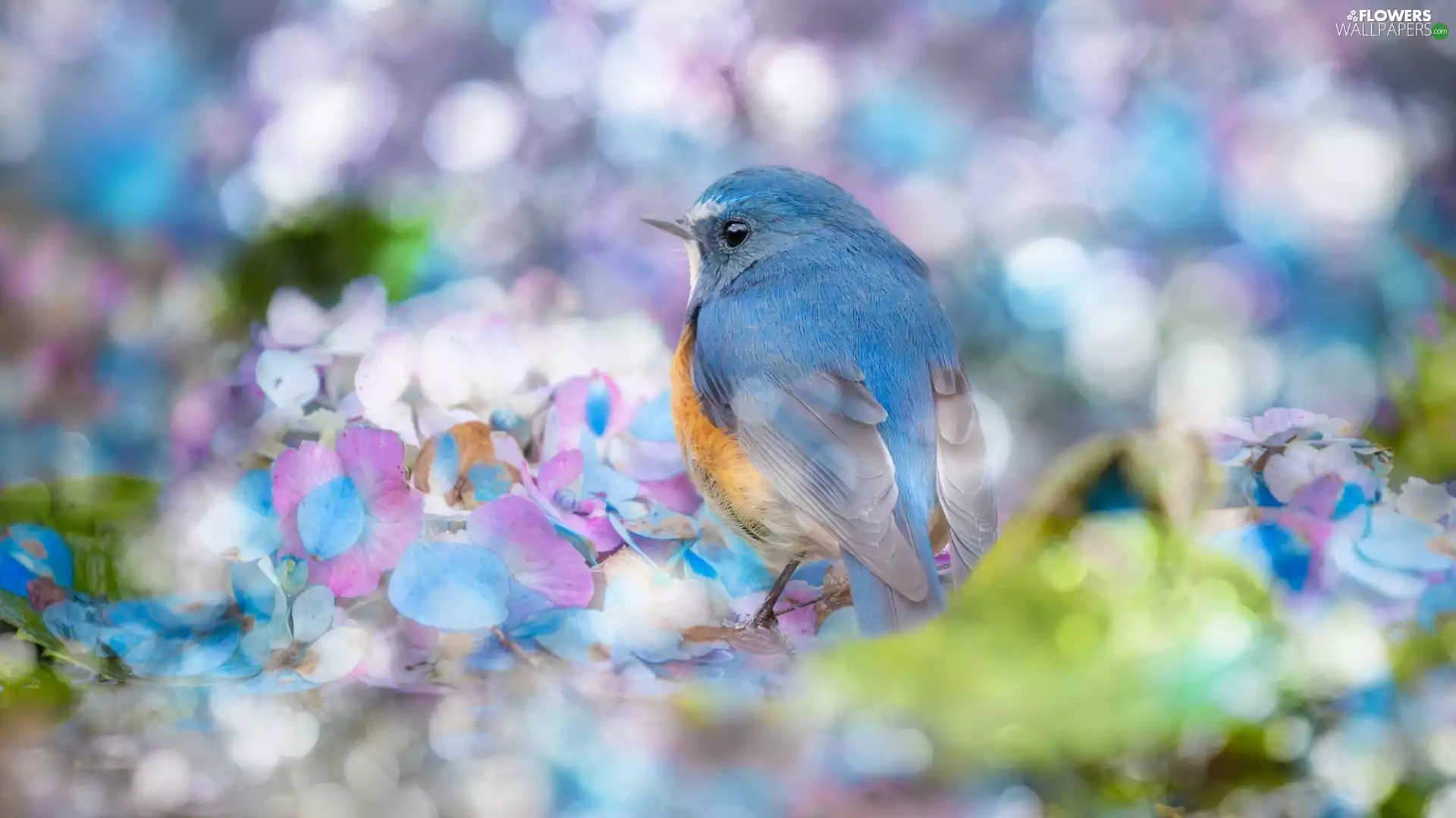 hydrangea, blur, Red-flanked Bluetail, Flowers, Bird