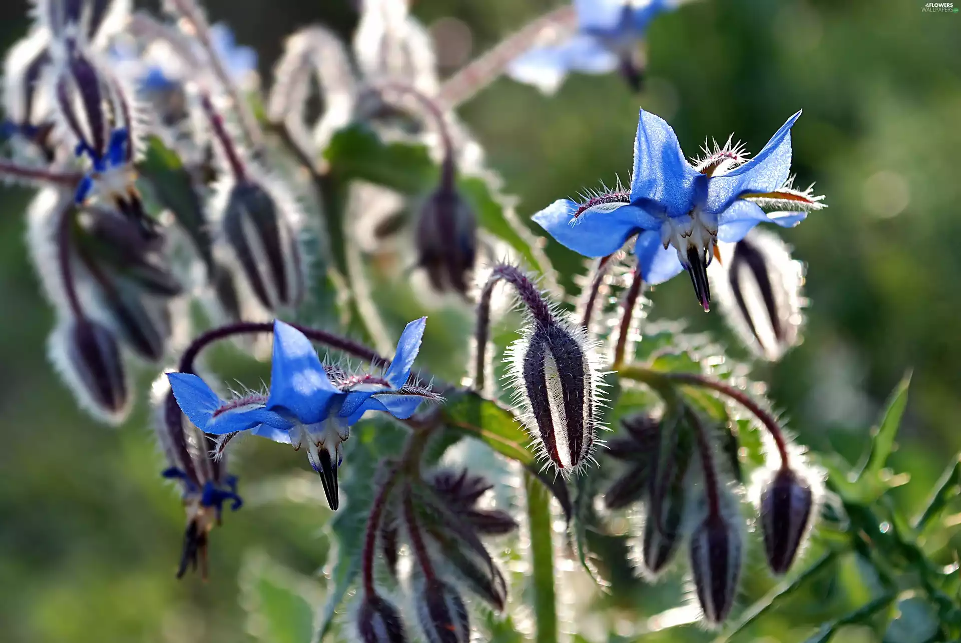 Flowers, ligh, Close, sun, luminosity, Blue, borage, flash