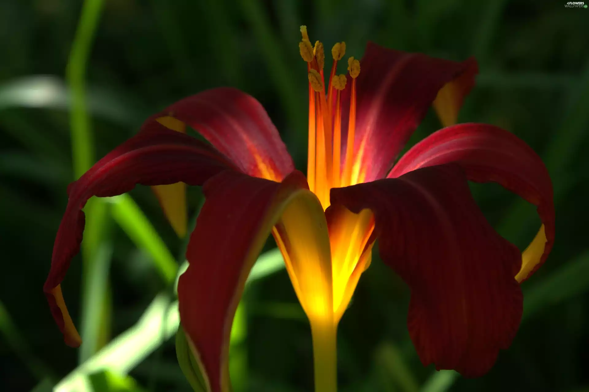 ligh, Colourfull Flowers, flash, luminosity, sun, Lily