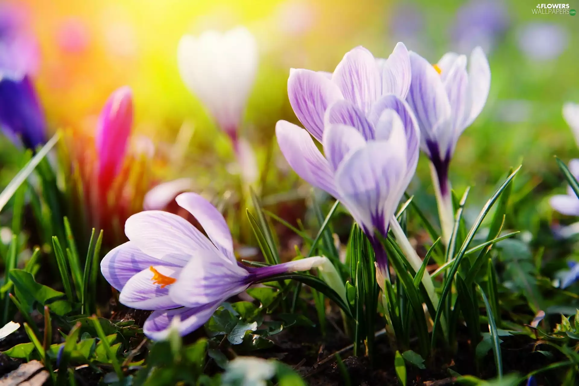 ligh, Spring, flash, luminosity, sun, crocuses