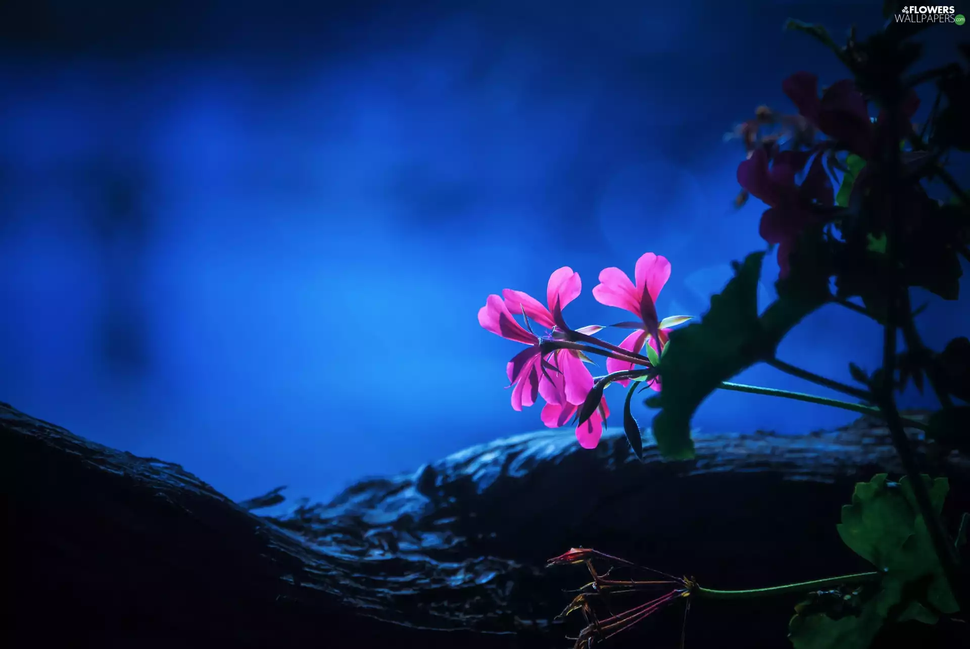 sun, Flowers, luminosity, ligh, geranium, flash, Night