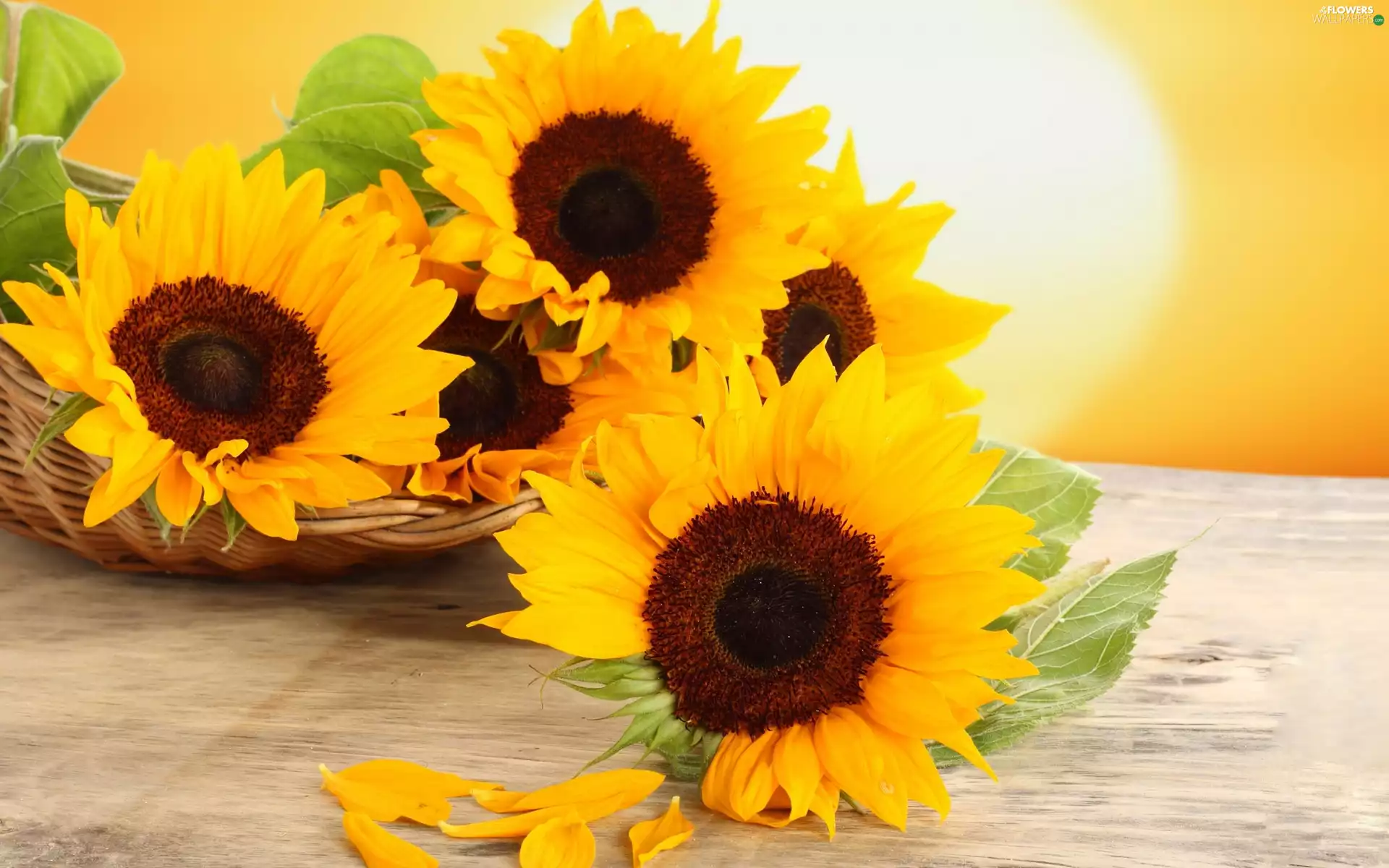 ligh, Nice sunflowers, flash, luminosity, sun, flakes