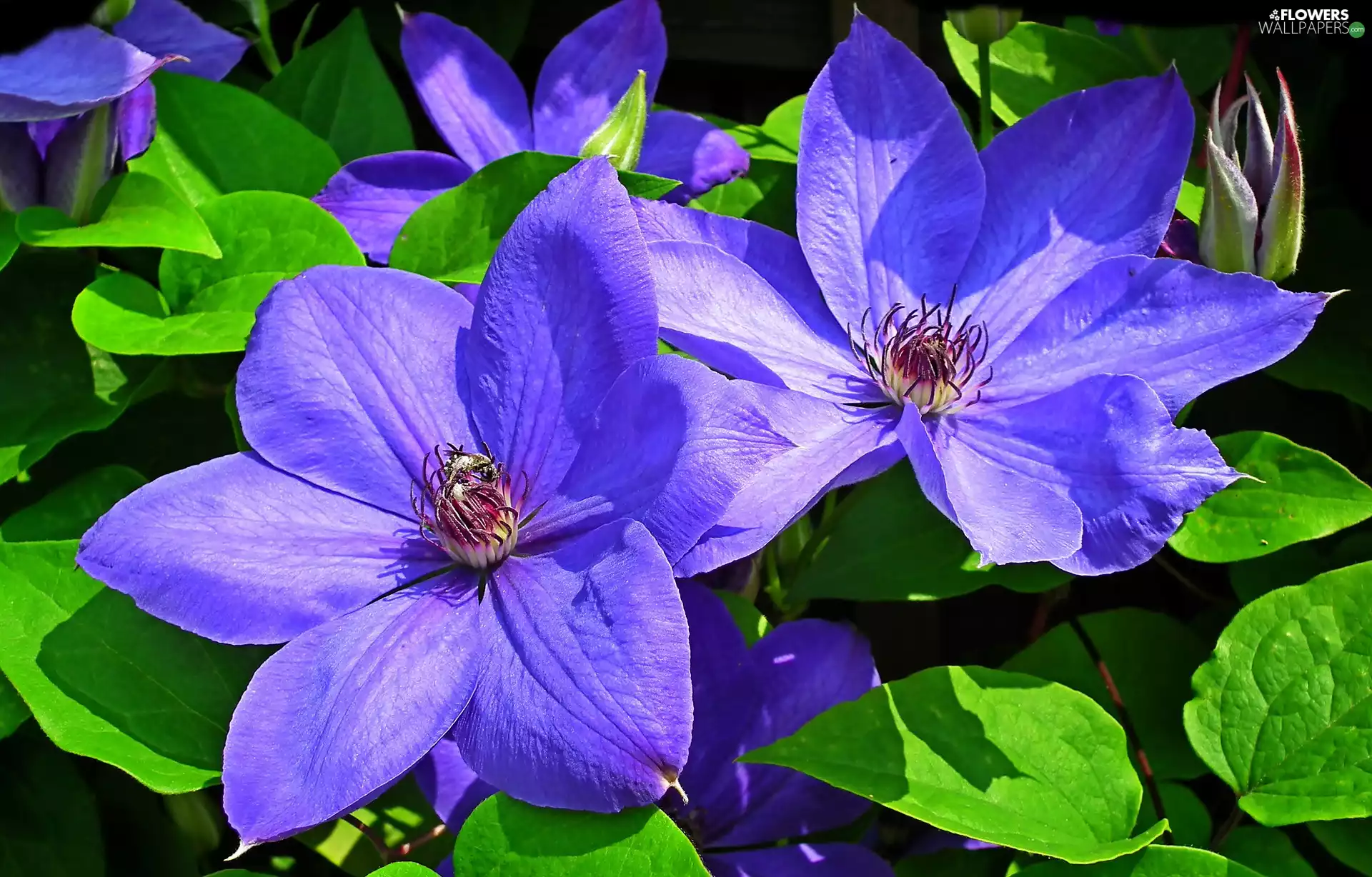 Florescence, Blue, Clematis