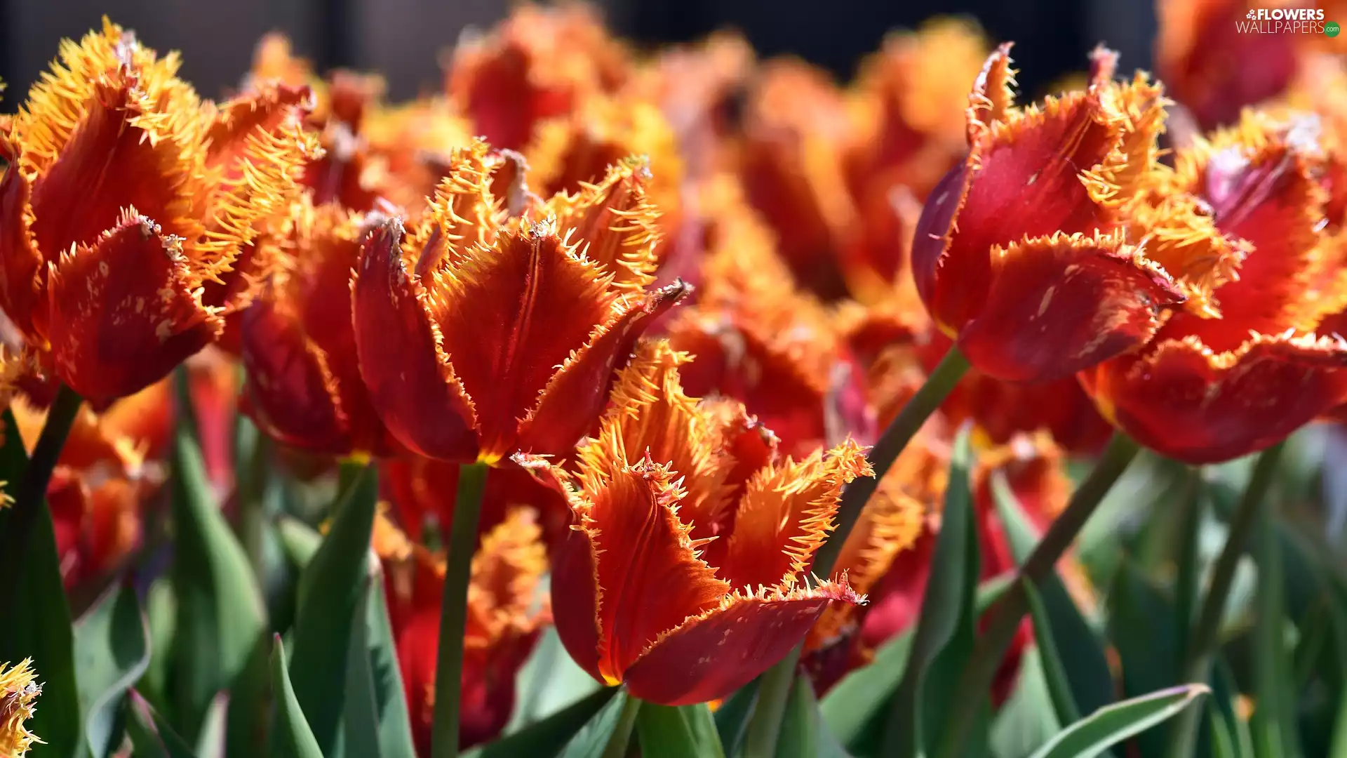 Leaf, Tulipa Cypria, Florescence