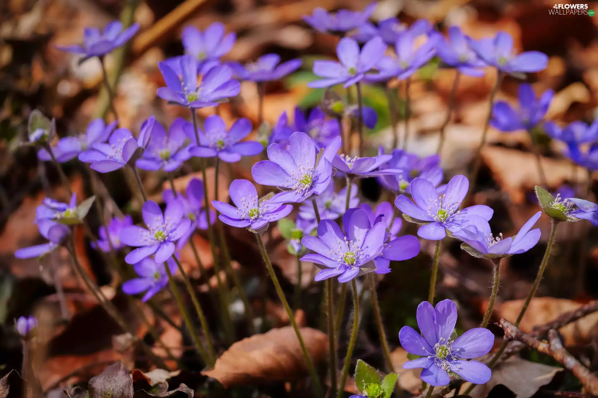 Florescence, Flowers, Liverworts