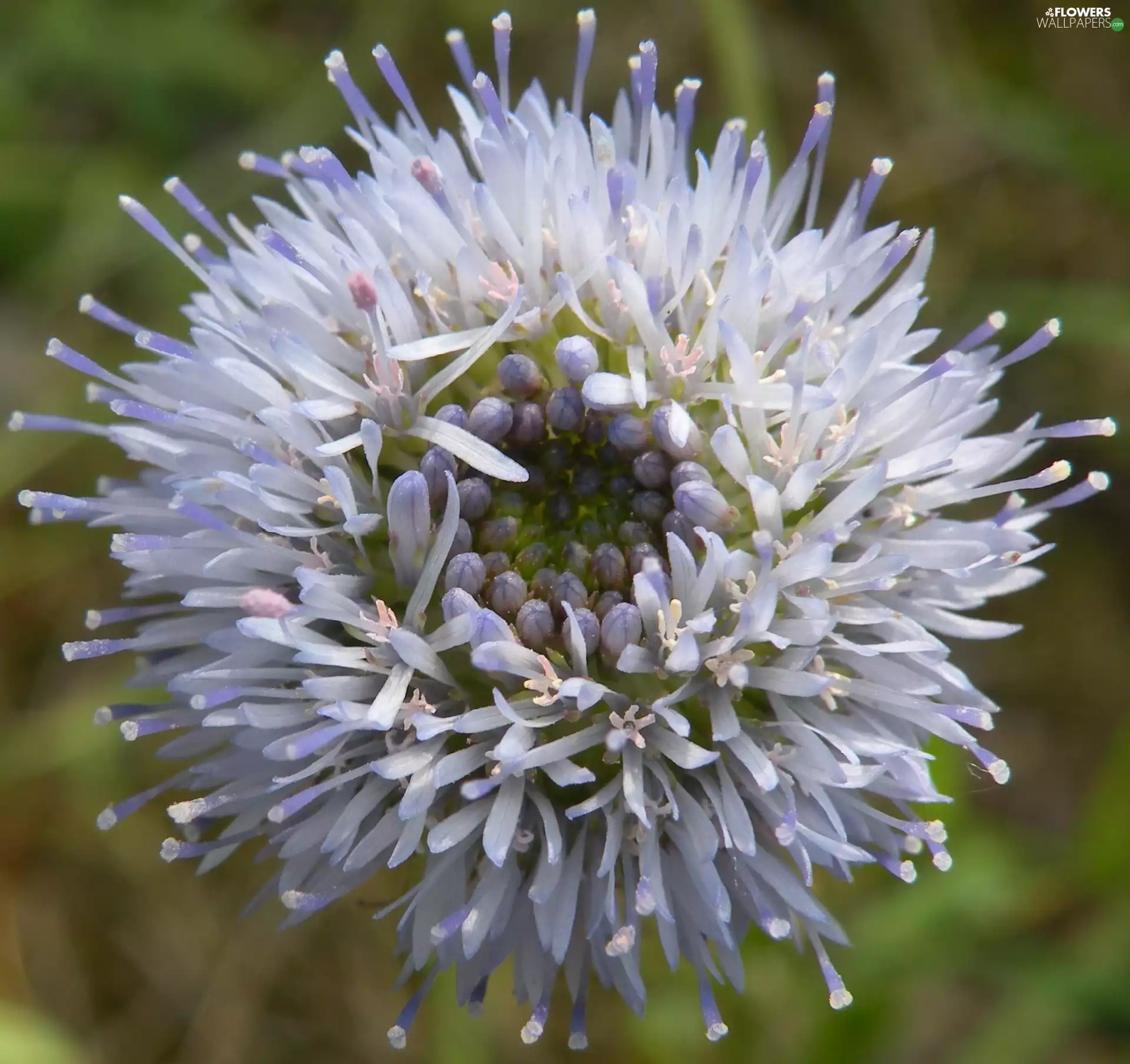 flakes, Floss Flower Mexican, change