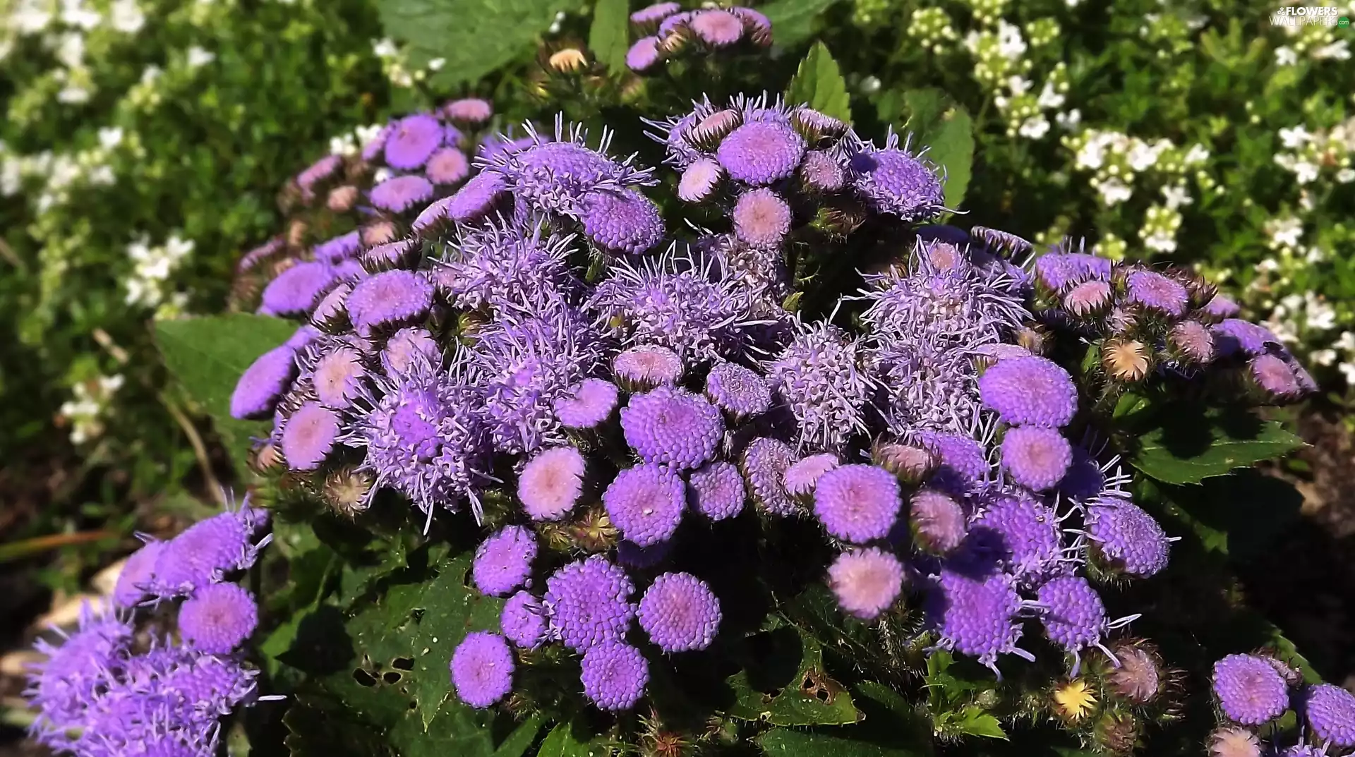 Floss Flower, Mexican
