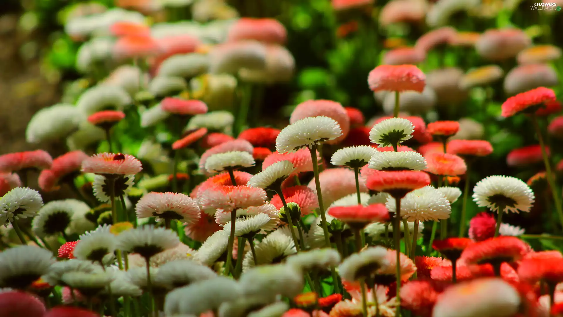 color, daisies, rapprochement, flourishing