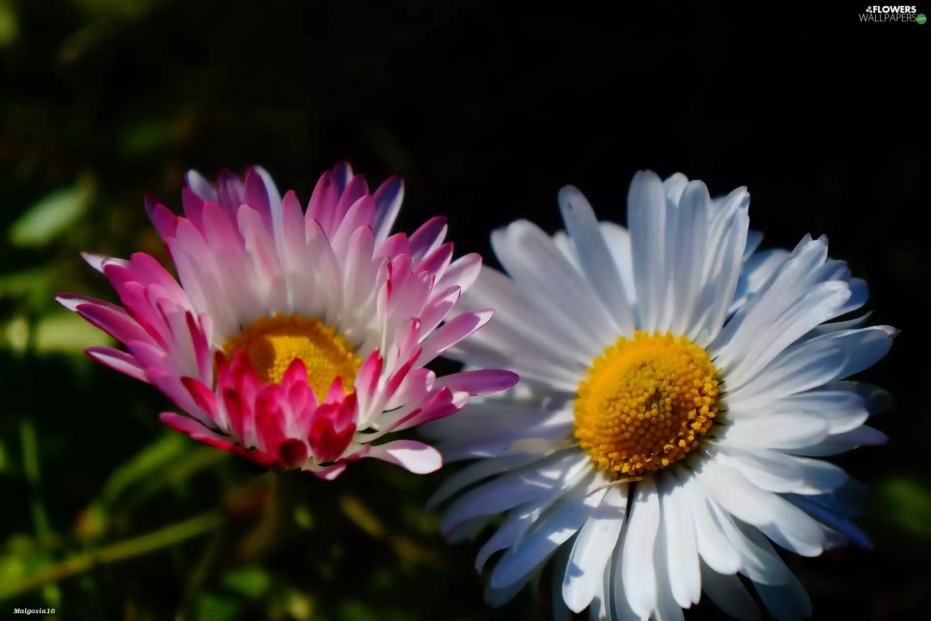flourishing, Flowers, daisies