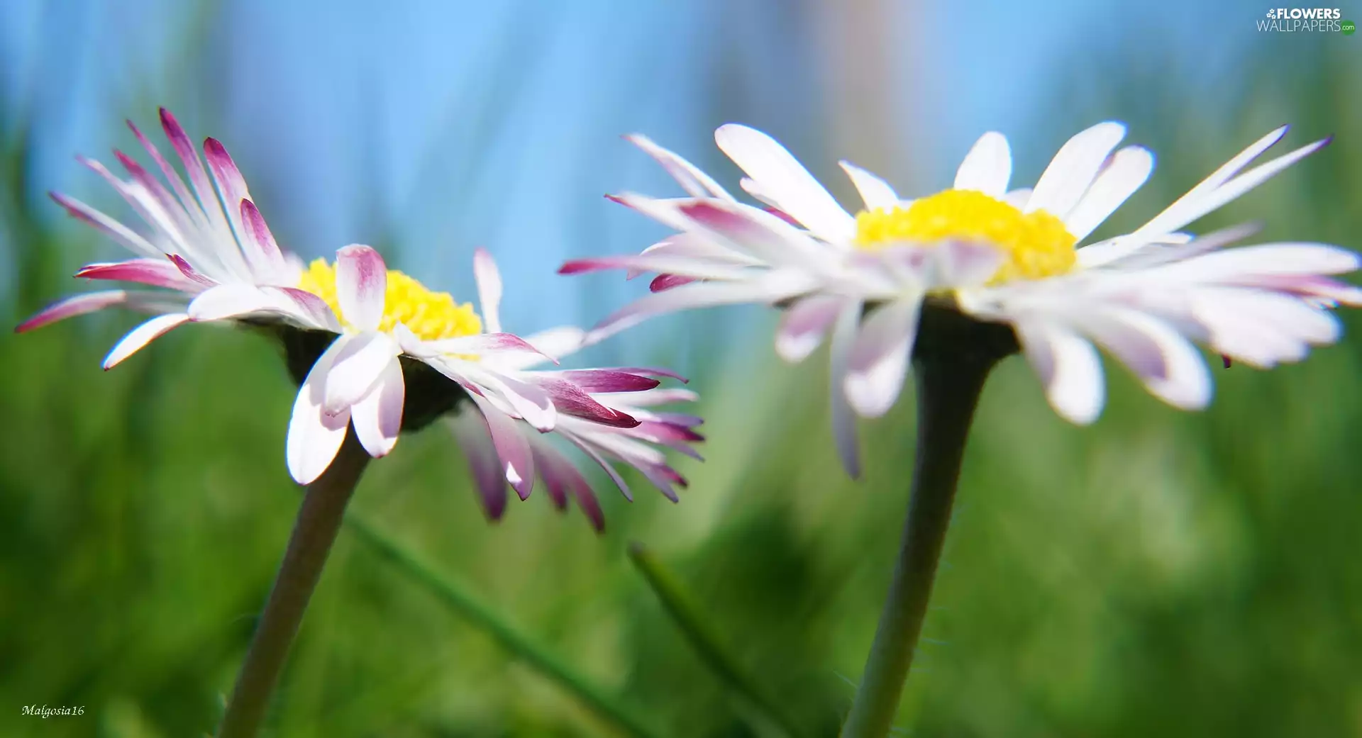 flourishing, daisies
