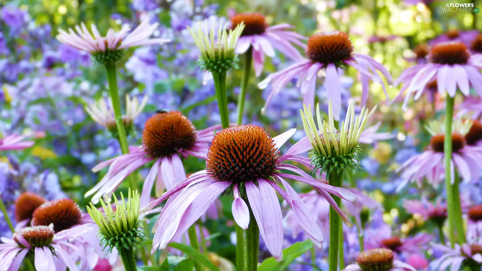 flourishing, echinacea