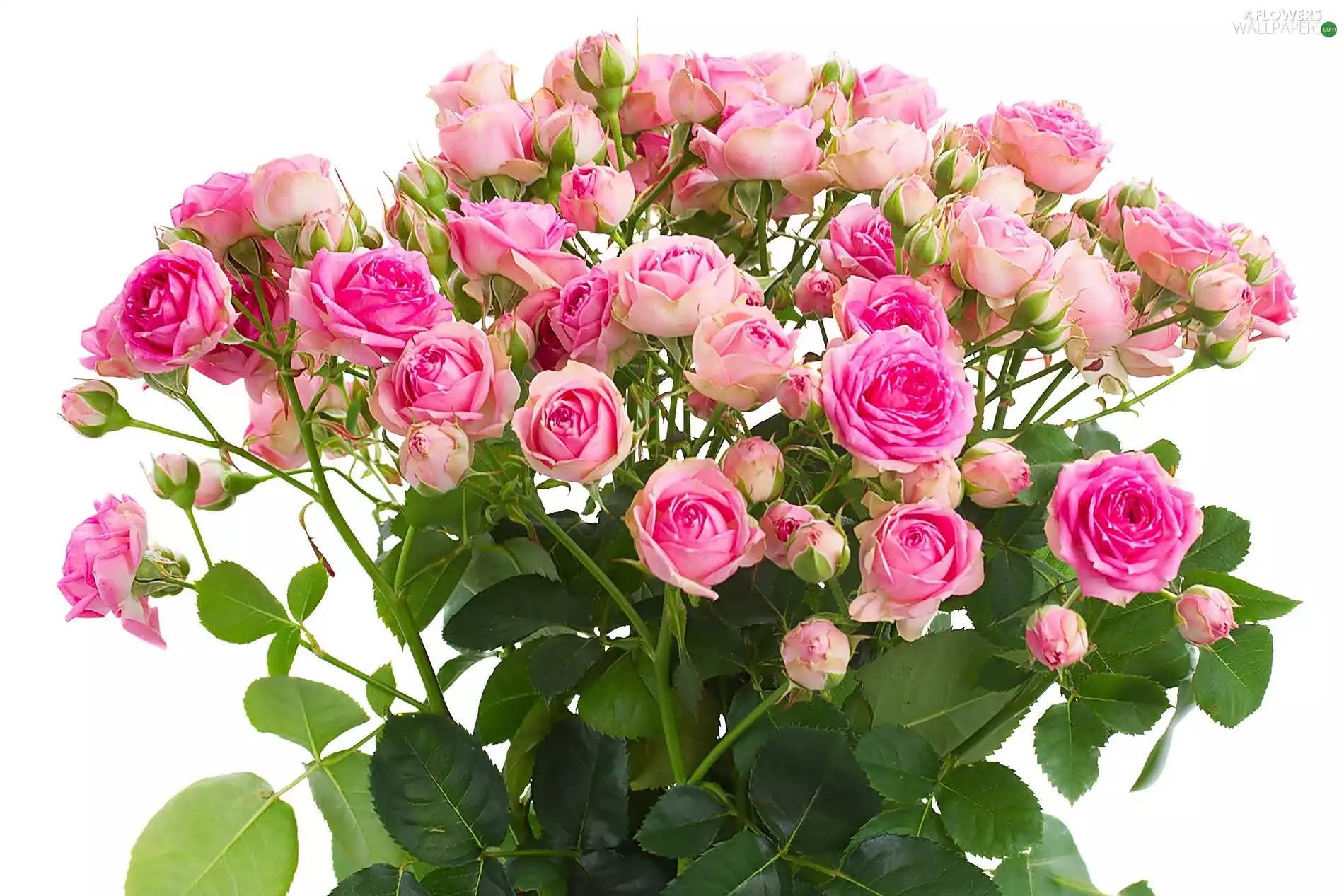 Pink, flourishing, Flowers, roses, bouquet