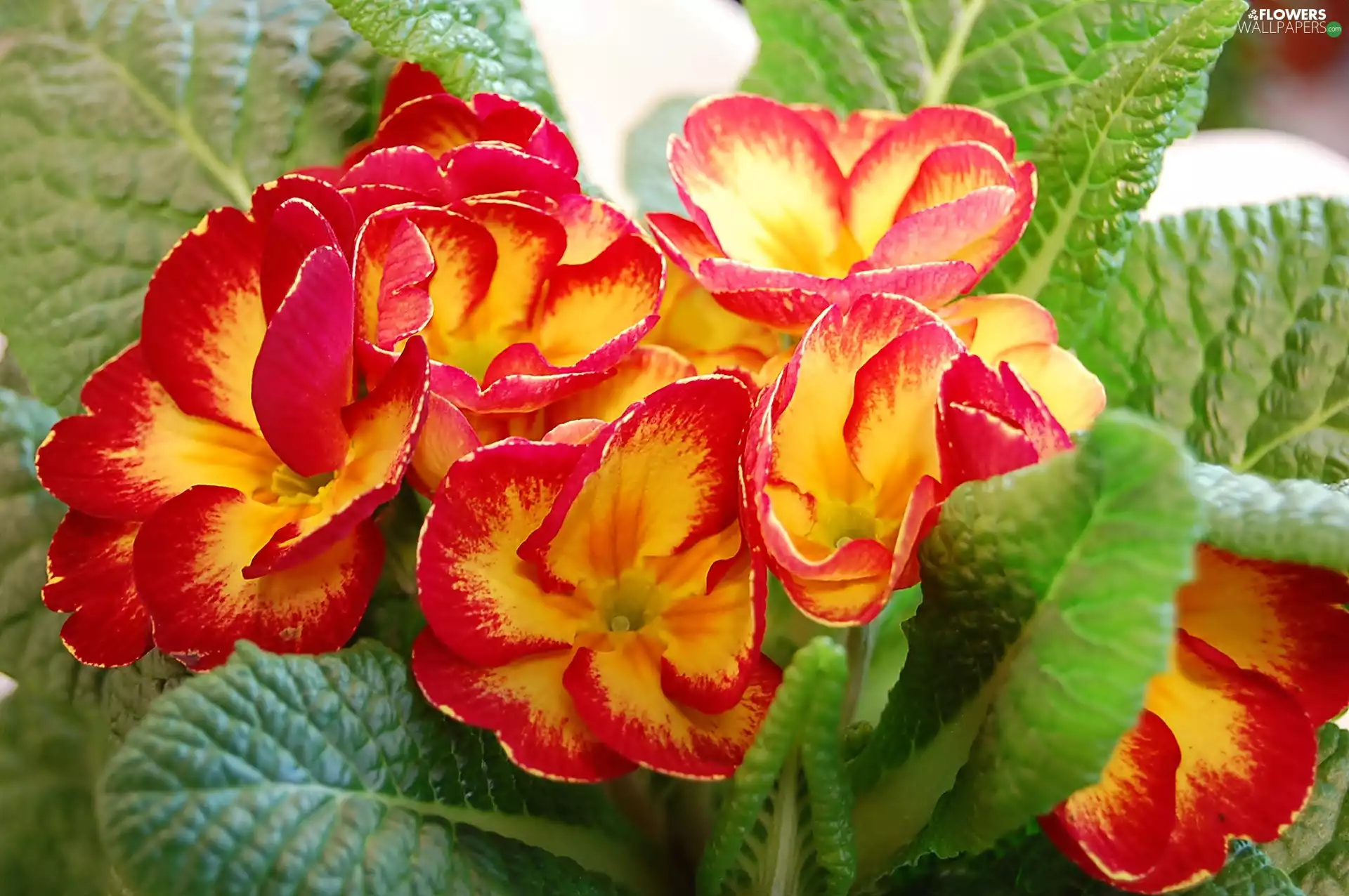 flourishing, primrose, Flowers