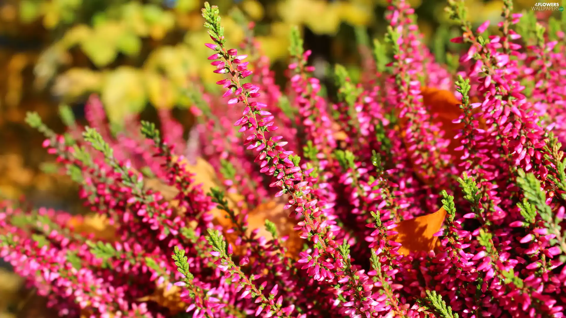 flourishing, heathers