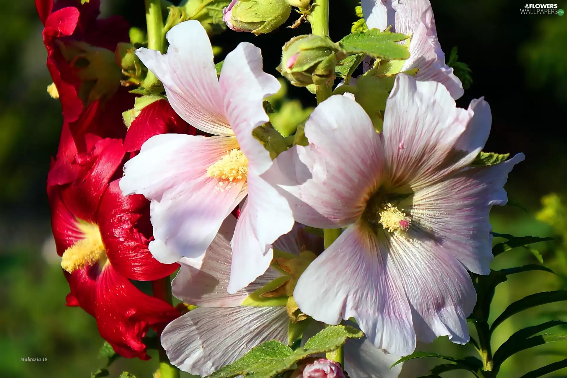 flourishing, Hollyhocks