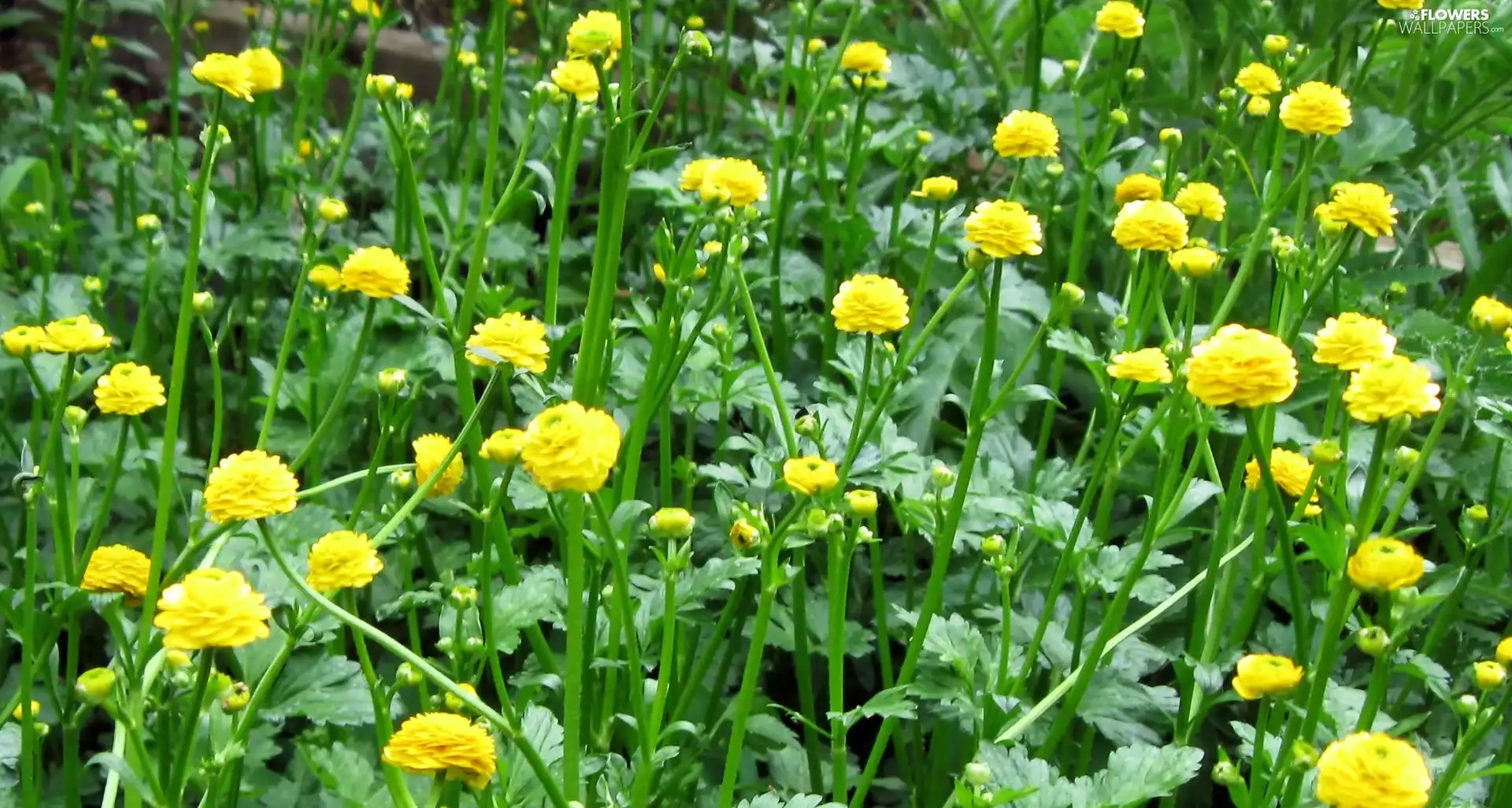 Meadow, Yellow, Flowers, flourishing