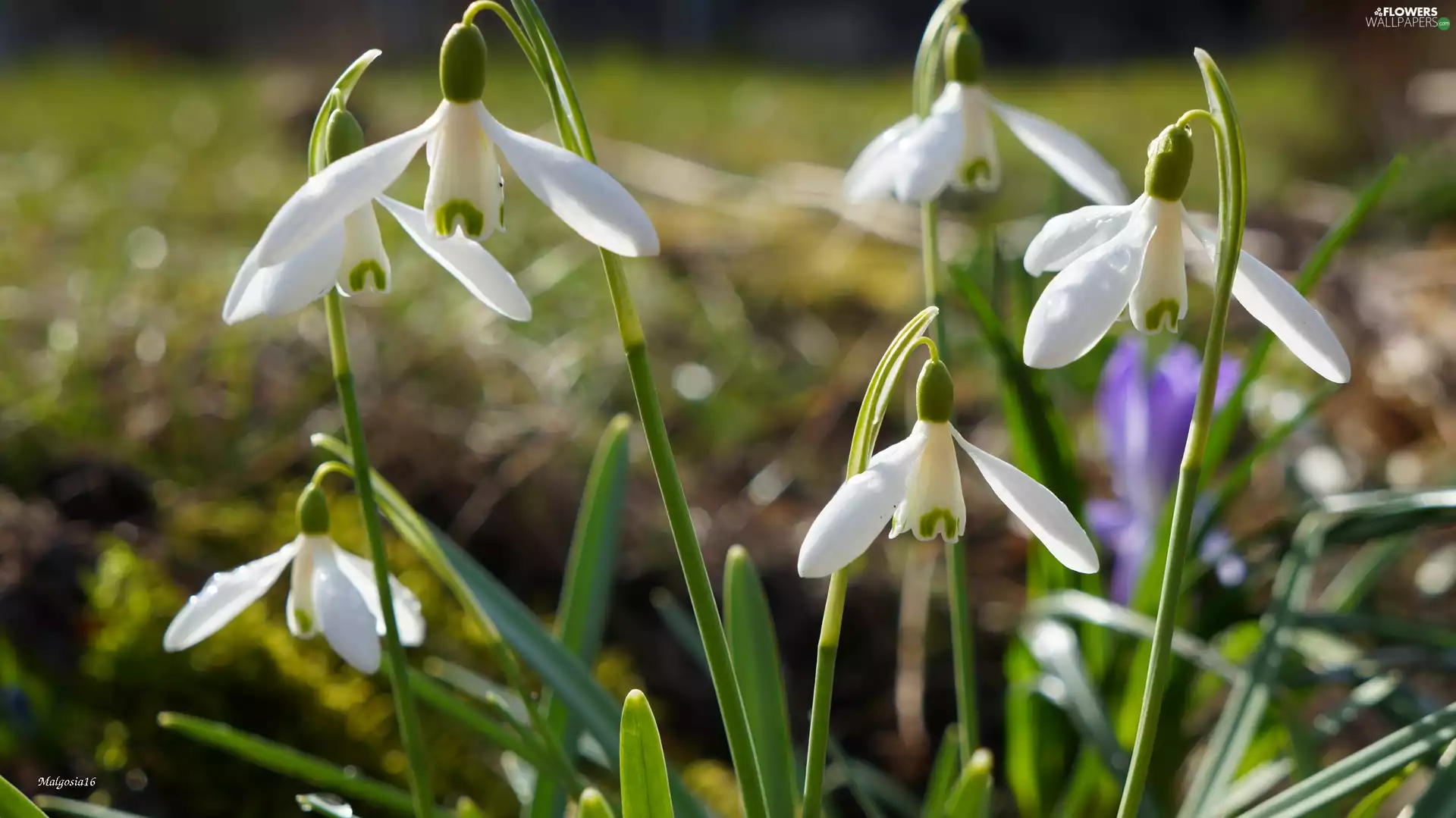 flourishing, snowdrops