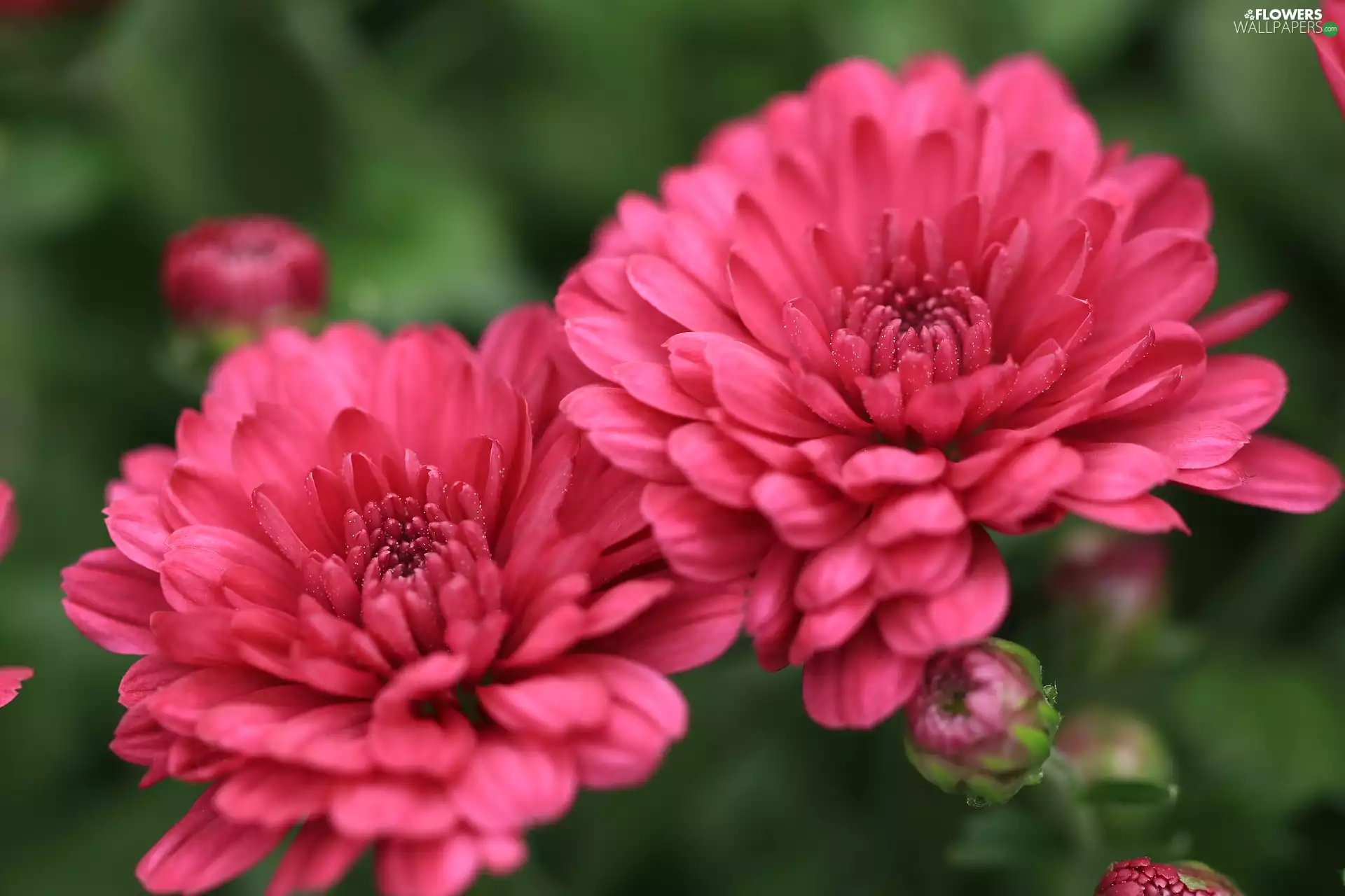 Two, Chrysanthemums, rapprochement, flourishing