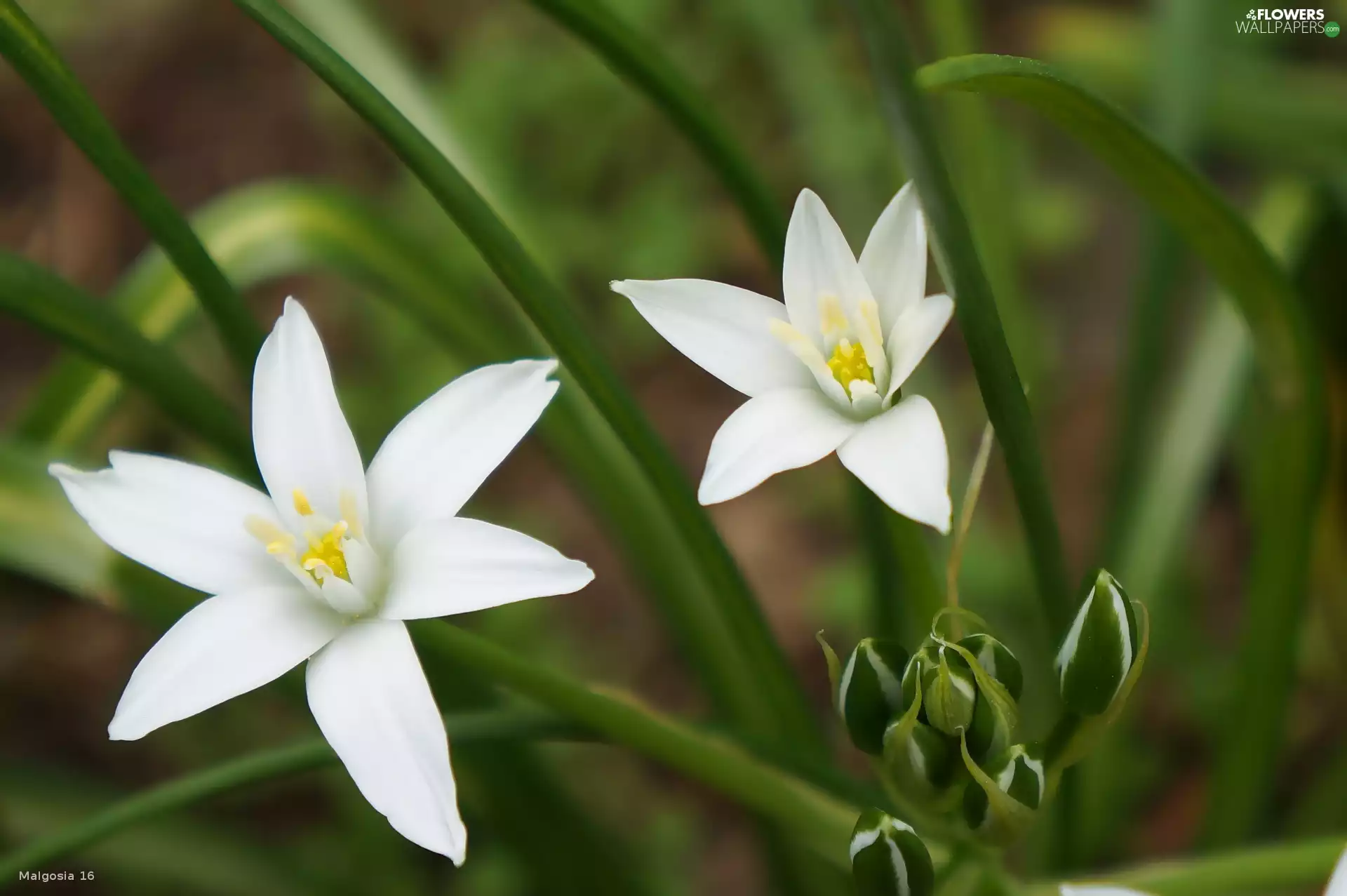 White, Flowers, Ornithogalum, flourishing