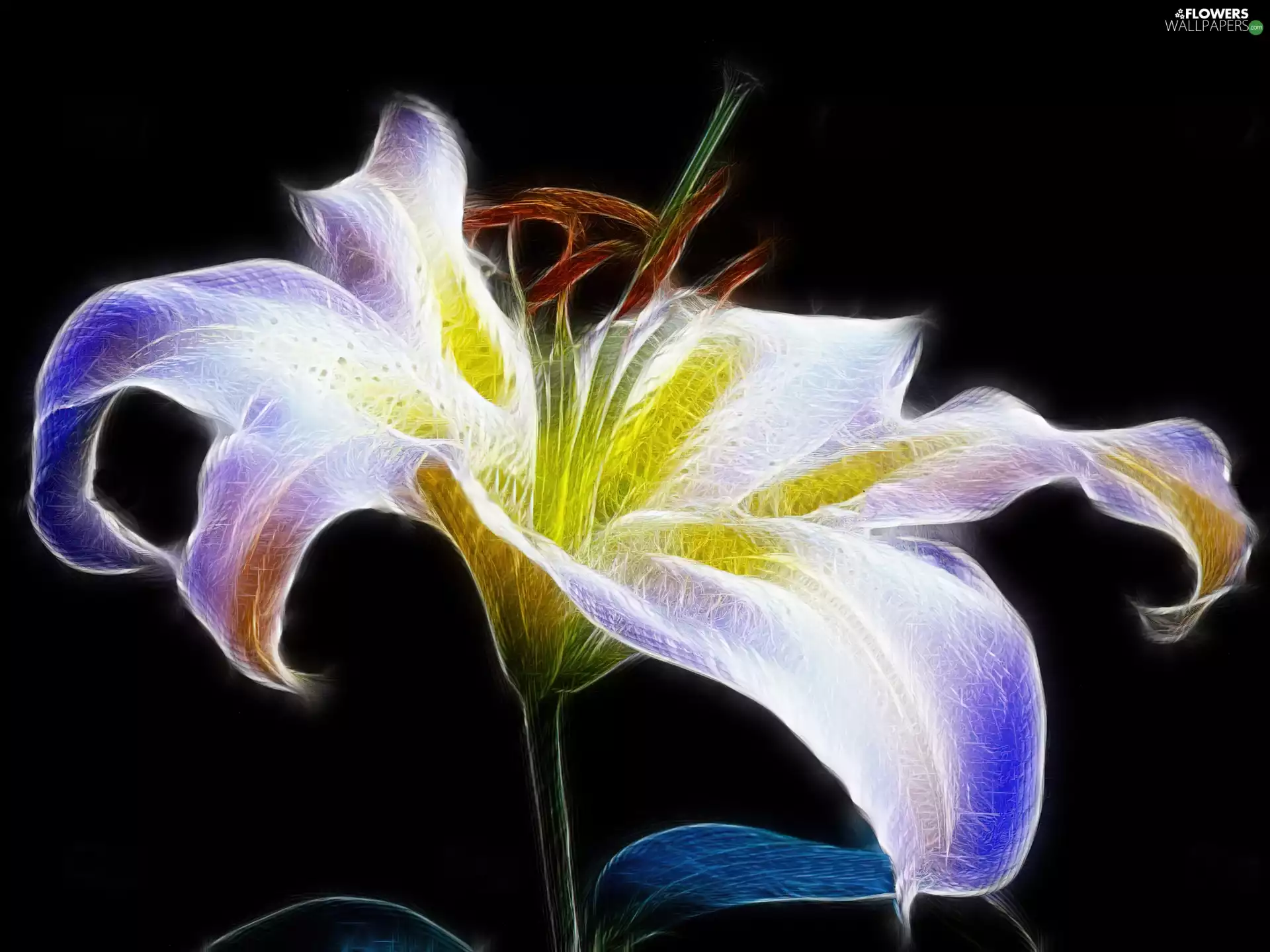 flower, amaryllis