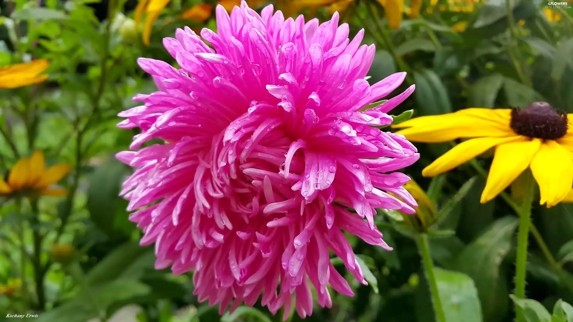 drops, purple, Yellow, Flower, rain, Aster