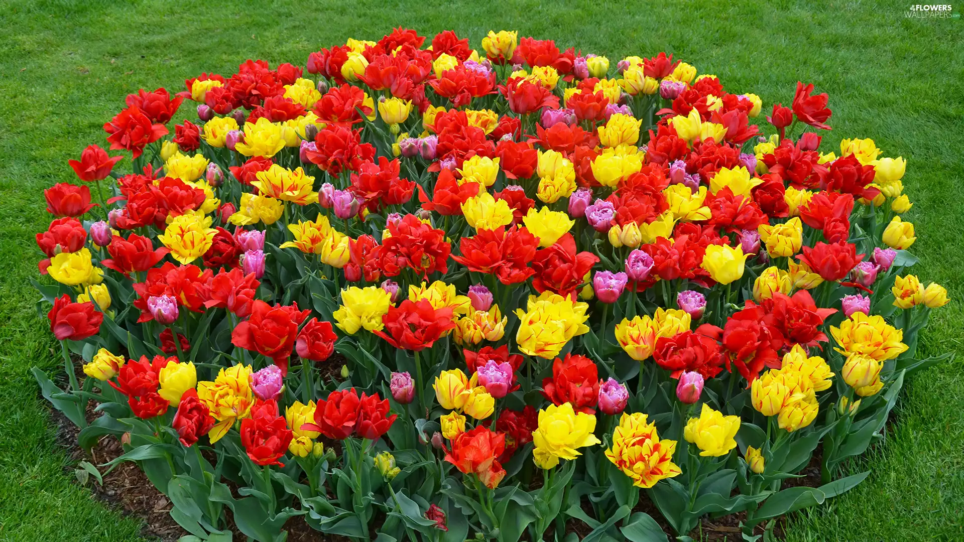 Flowers, flower-bed, Lawn, Tulips