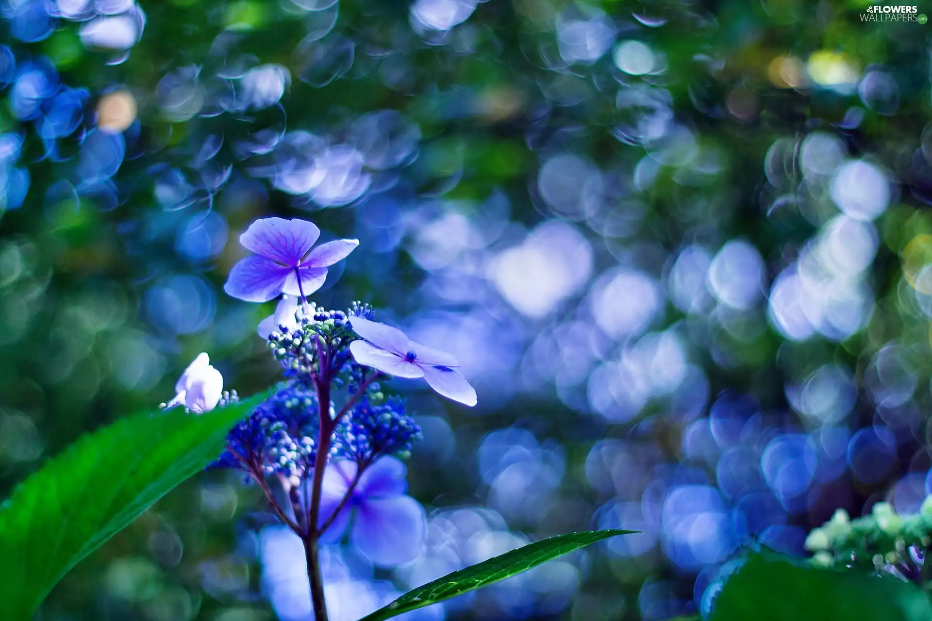 blue, hydrangea, Bokeh, Flower