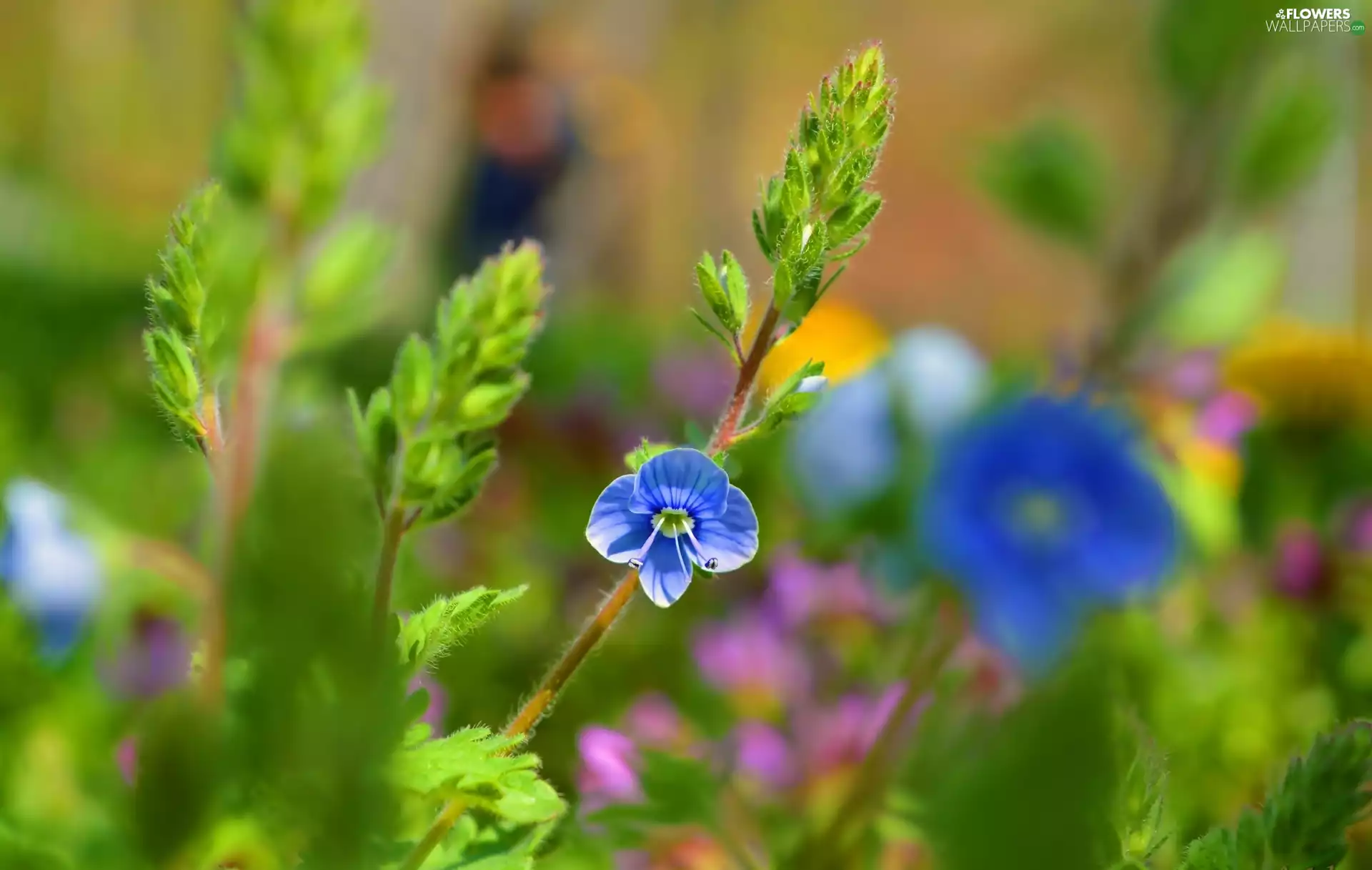 Flower, speedwell, blue