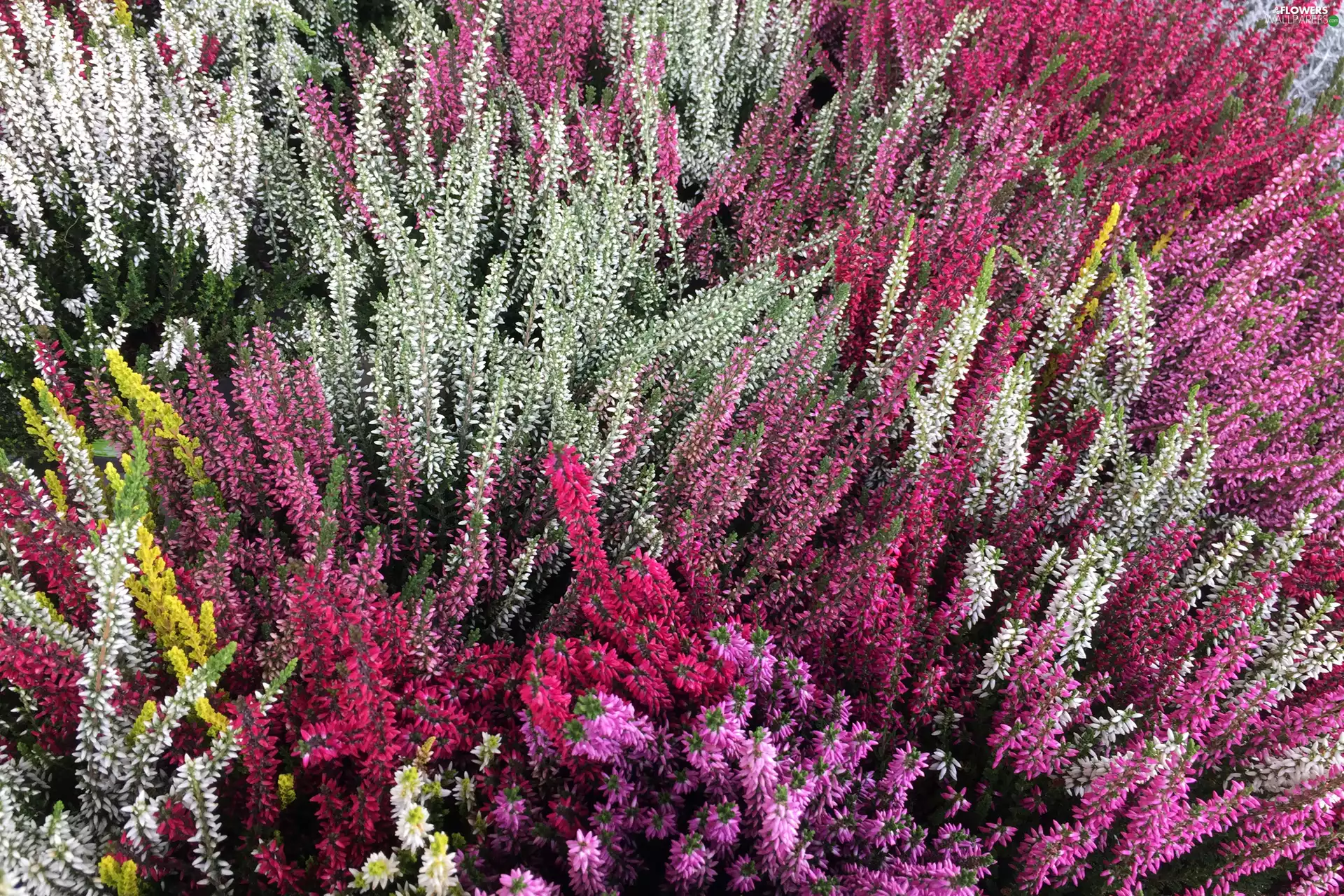 color, Heather ordinary, flower