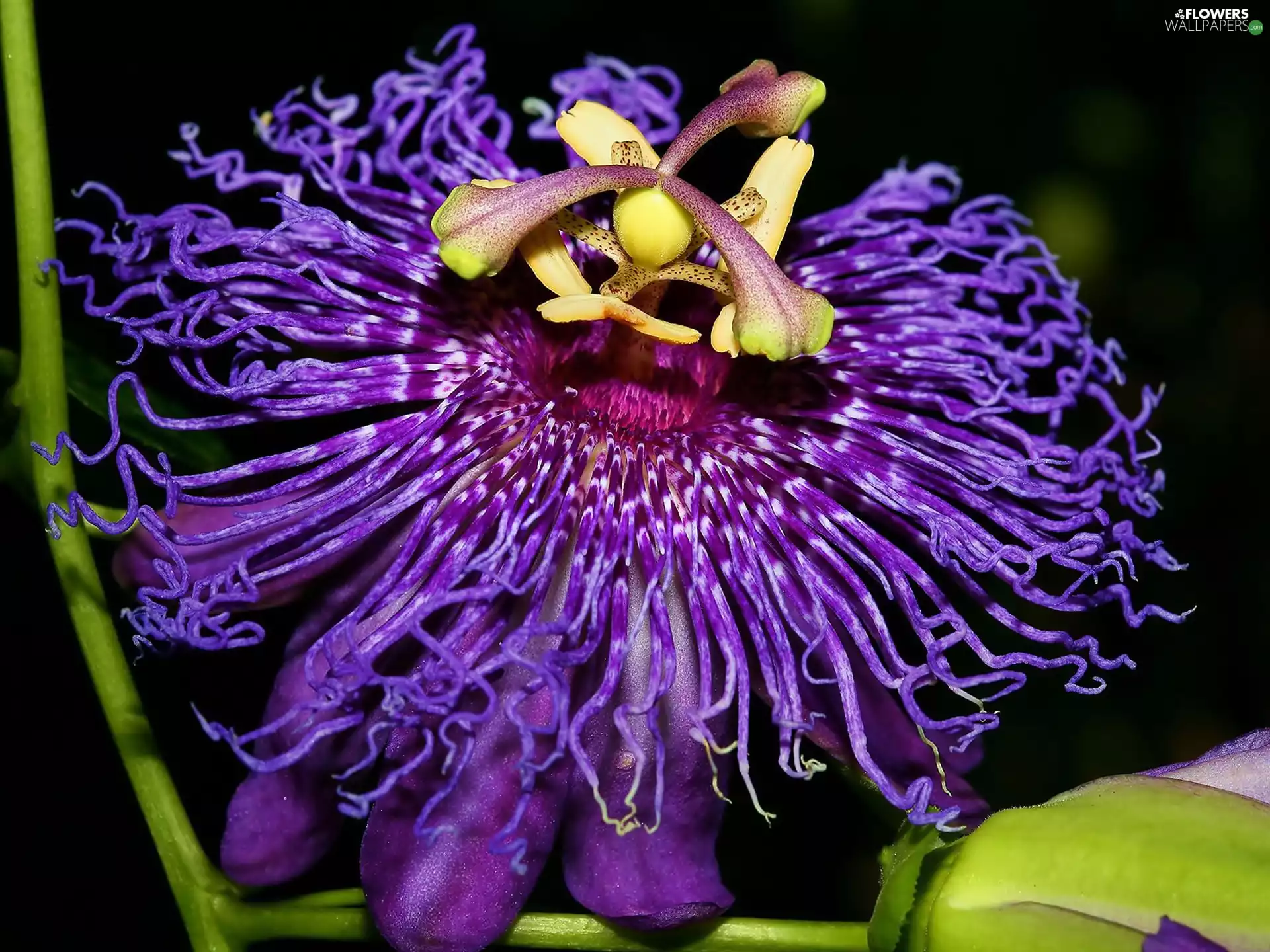 Colourfull Flowers, Passion Flower
